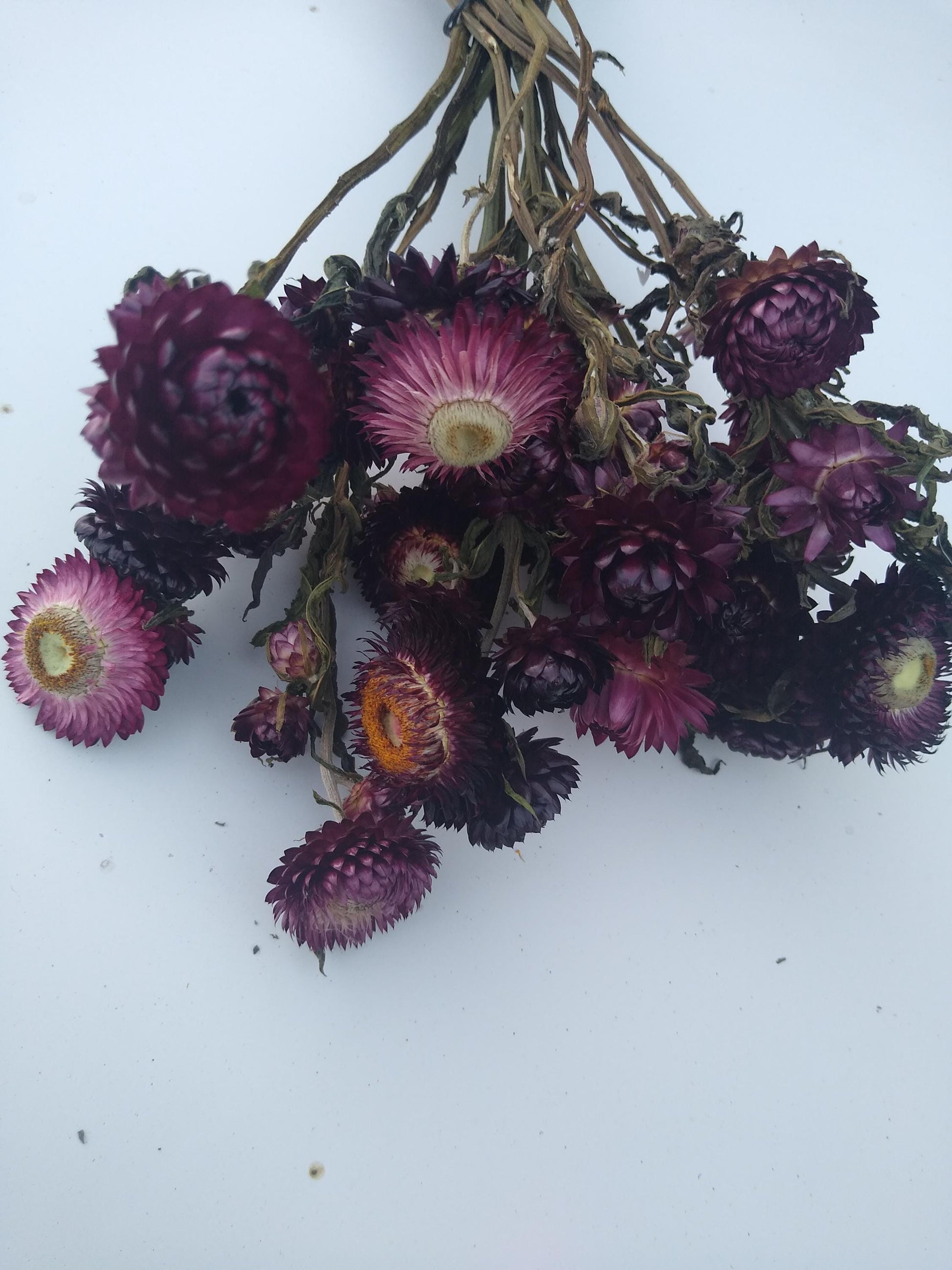 20 stems wine dark purple, British Dried strawflower bunch, helichrysum flower bunch organic UK farm, dried strawflowers, DIY wedding flower