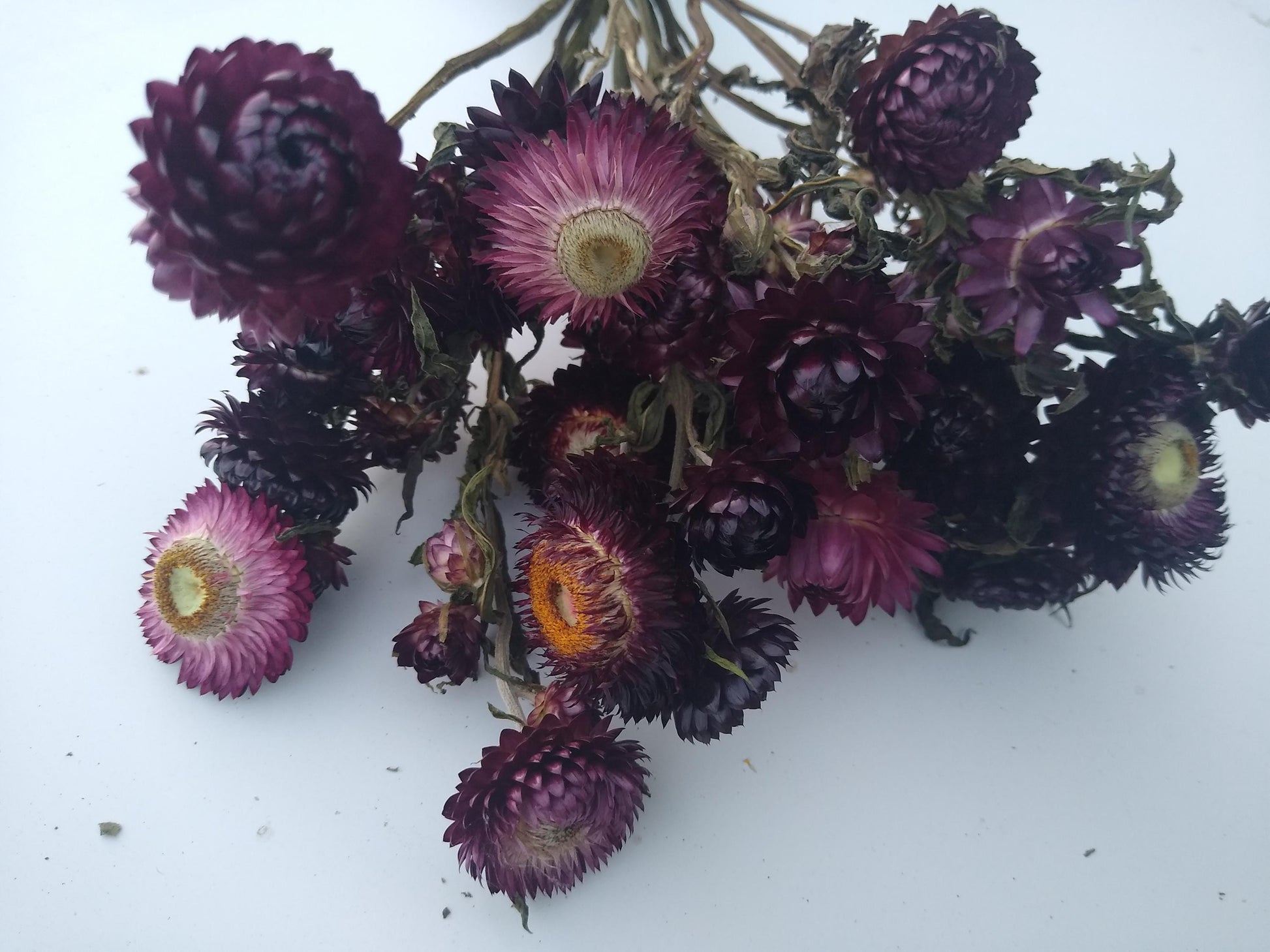 20 stems wine dark purple, British Dried strawflower bunch, helichrysum flower bunch organic UK farm, dried strawflowers, DIY wedding flower