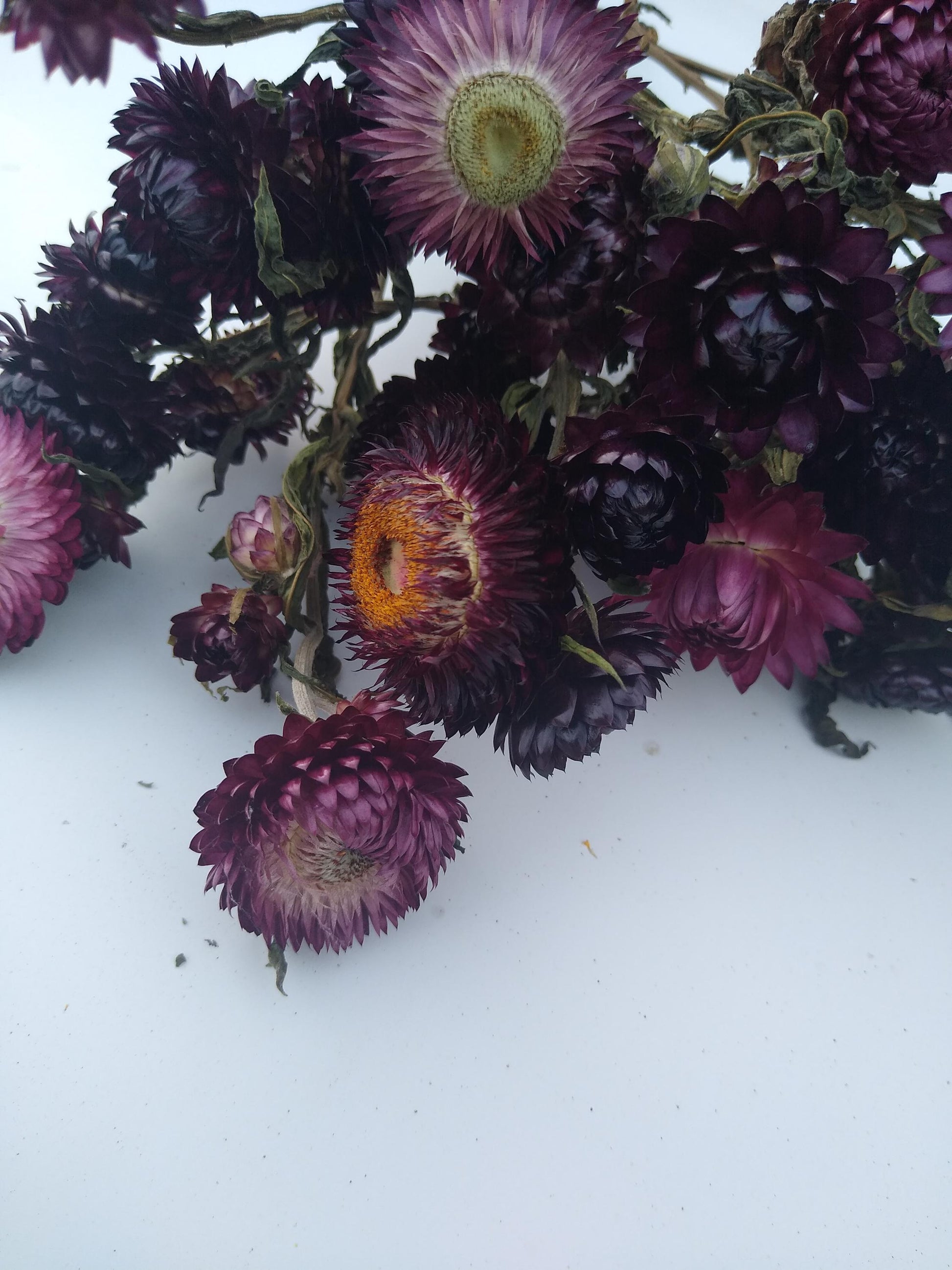 20 stems wine dark purple, British Dried strawflower bunch, helichrysum flower bunch organic UK farm, dried strawflowers, DIY wedding flower