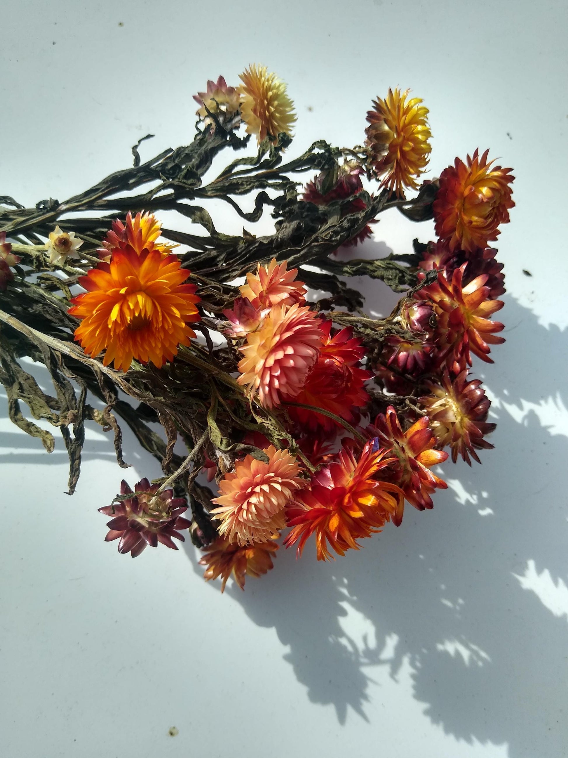 20 stems organic orange British Dried strawflower bunch, helichrysum flower bunch from UK farm, orange strawflowers, DIY wedding flowers