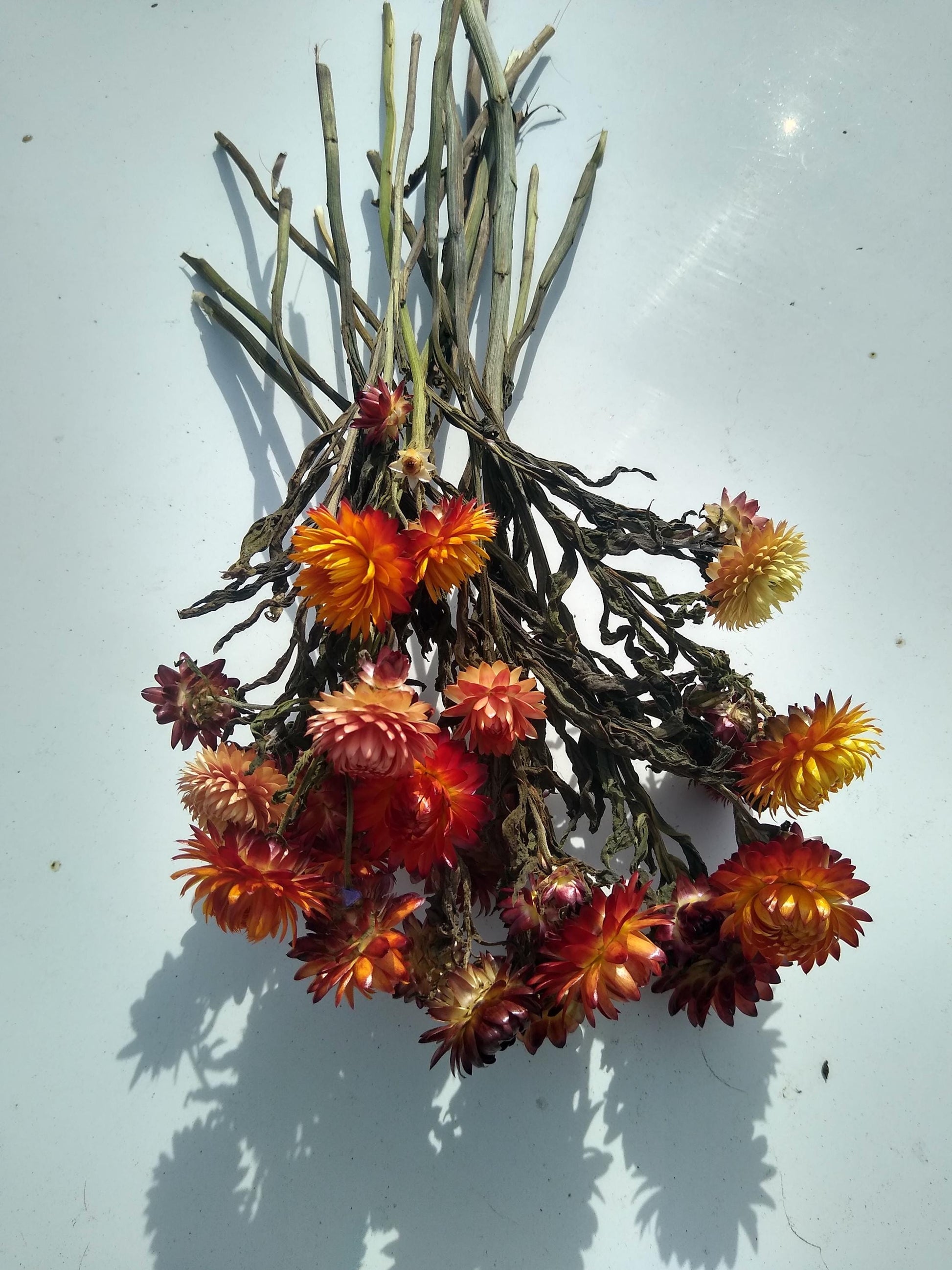 20 stems organic orange British Dried strawflower bunch, helichrysum flower bunch from UK farm, orange strawflowers, DIY wedding flowers