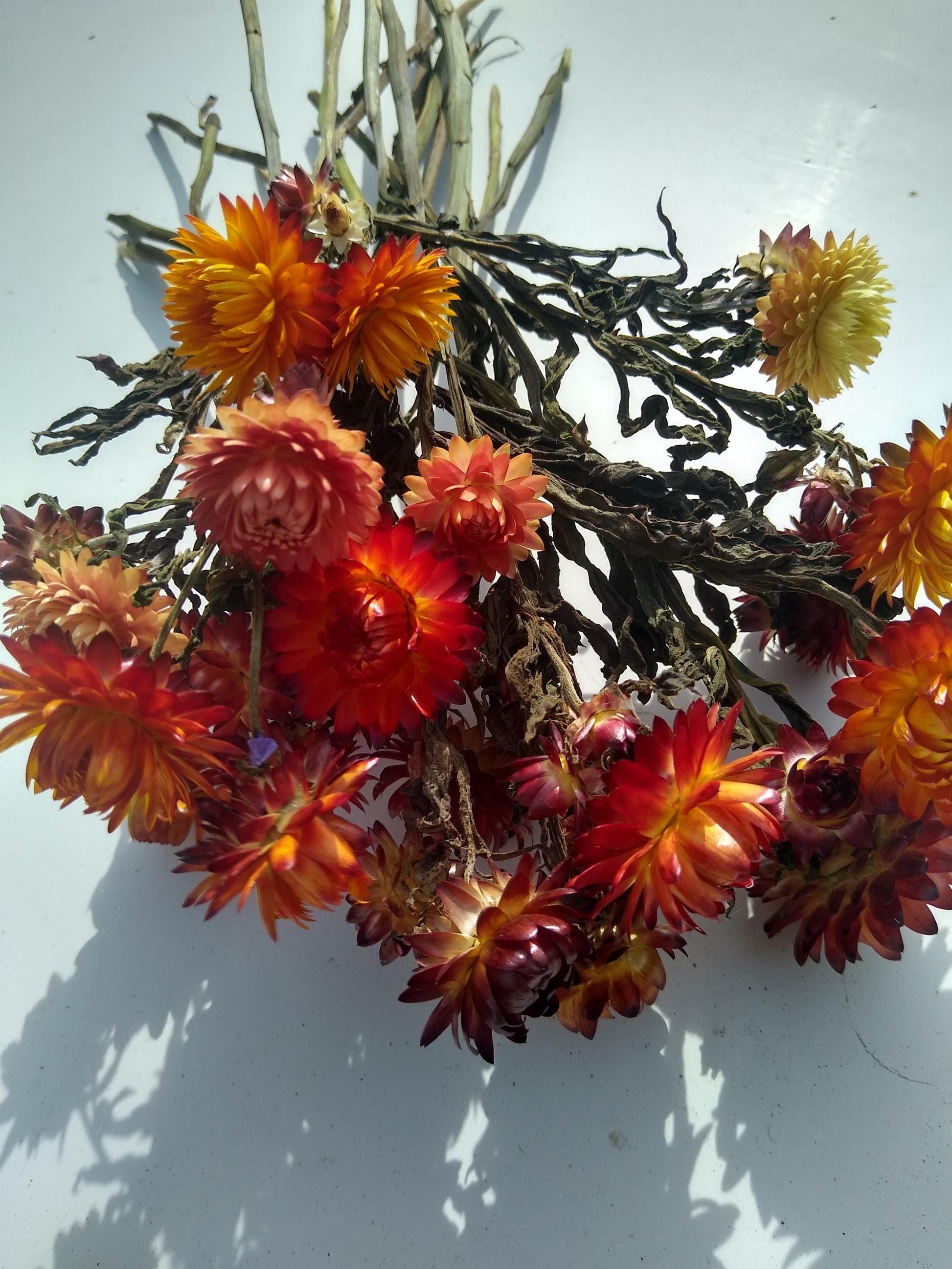 20 stems organic orange British Dried strawflower bunch, helichrysum flower bunch from UK farm, orange strawflowers, DIY wedding flowers