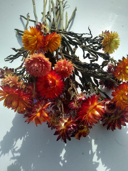 20 stems organic orange British Dried strawflower bunch, helichrysum flower bunch from UK farm, orange strawflowers, DIY wedding flowers
