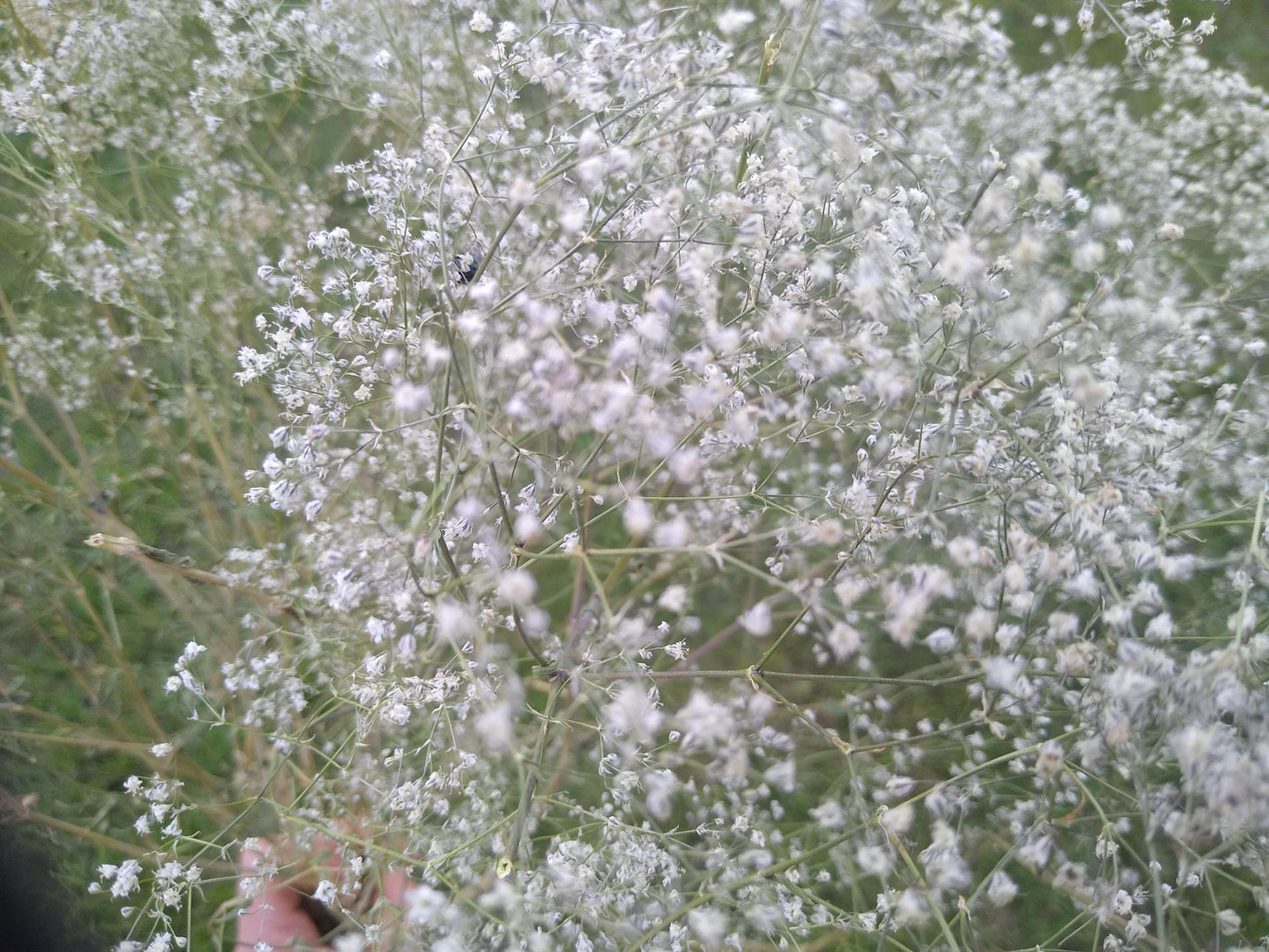 British Dried Gypsophila, babys breath, huge bunches 200g, organic farm, UK dried flowers, wreaths, crafts, bouquet, DIY wedding flowers