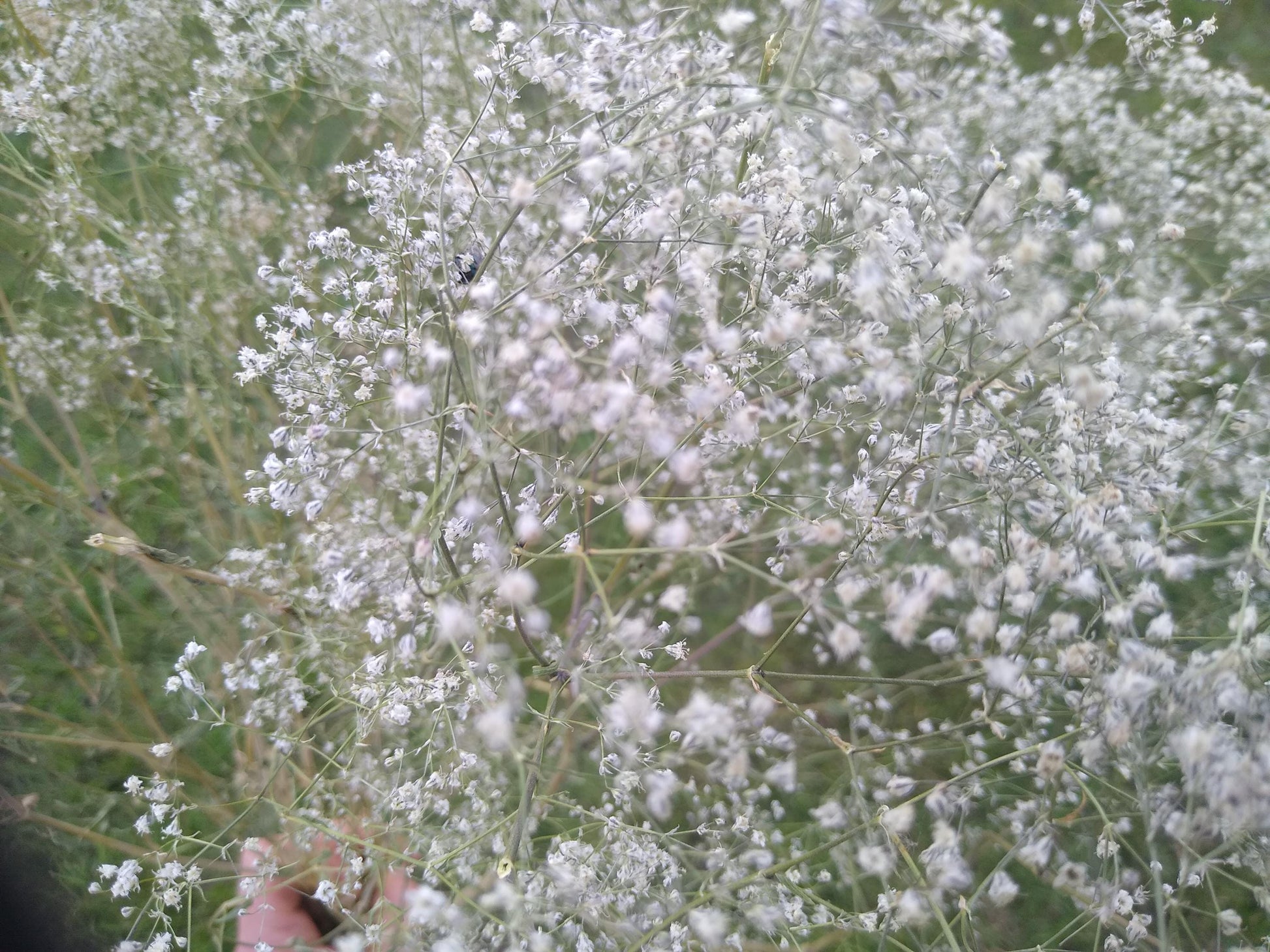 British Dried Gypsophila, babys breath, huge bunches 200g, organic farm, UK dried flowers, wreaths, crafts, bouquet, DIY wedding flowers