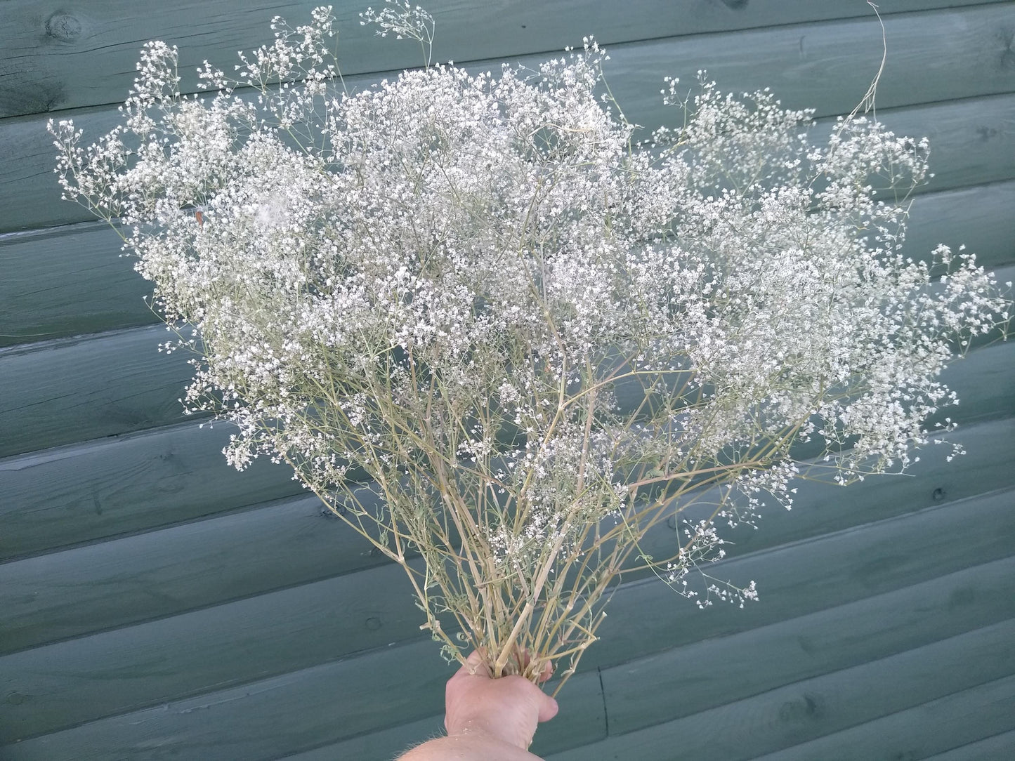 British Dried Gypsophila, babys breath, huge bunches 200g, organic farm, UK dried flowers, wreaths, crafts, bouquet, DIY wedding flowers