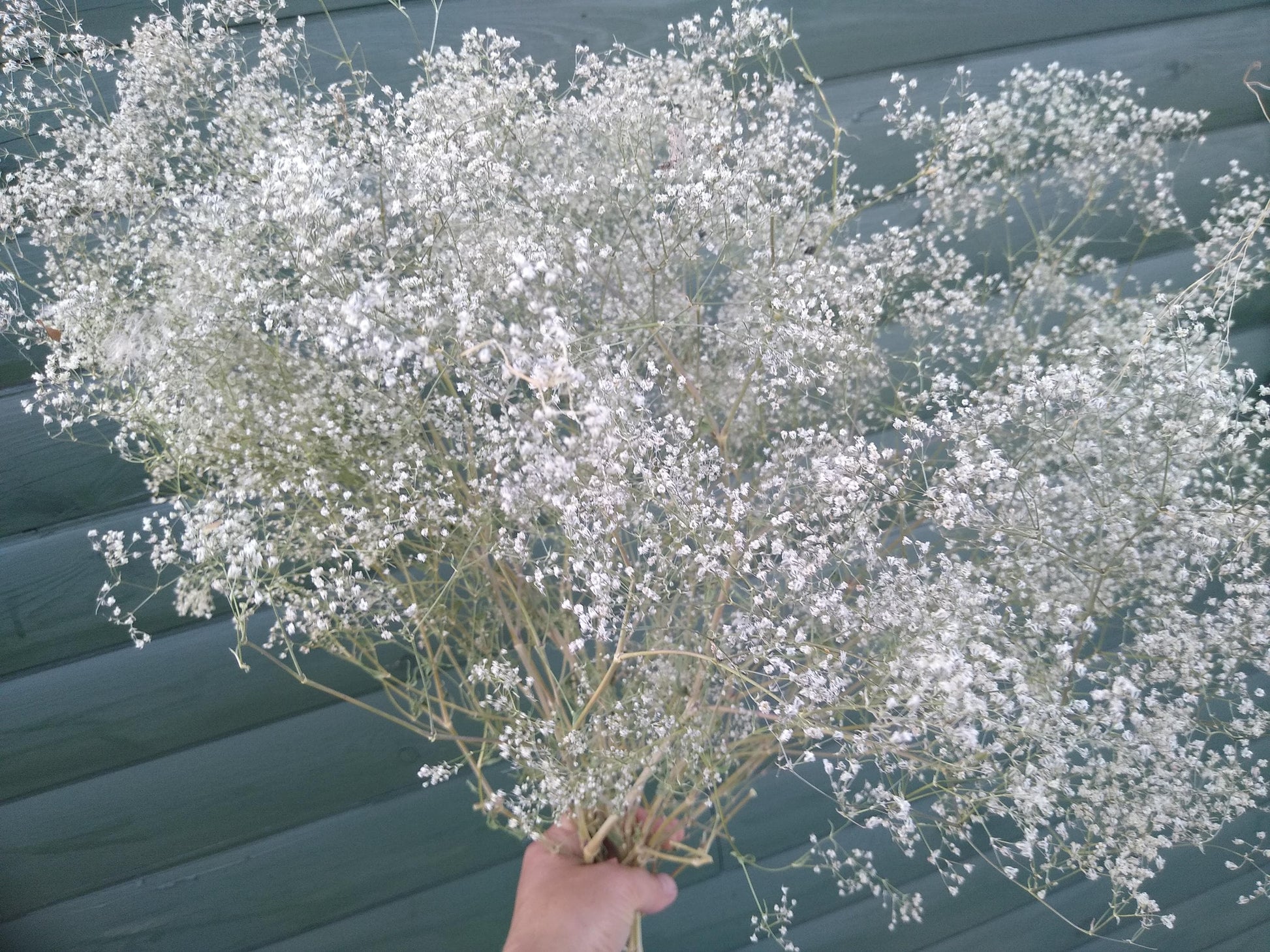 British Dried Gypsophila, babys breath, huge bunches 200g, organic farm, UK dried flowers, wreaths, crafts, bouquet, DIY wedding flowers