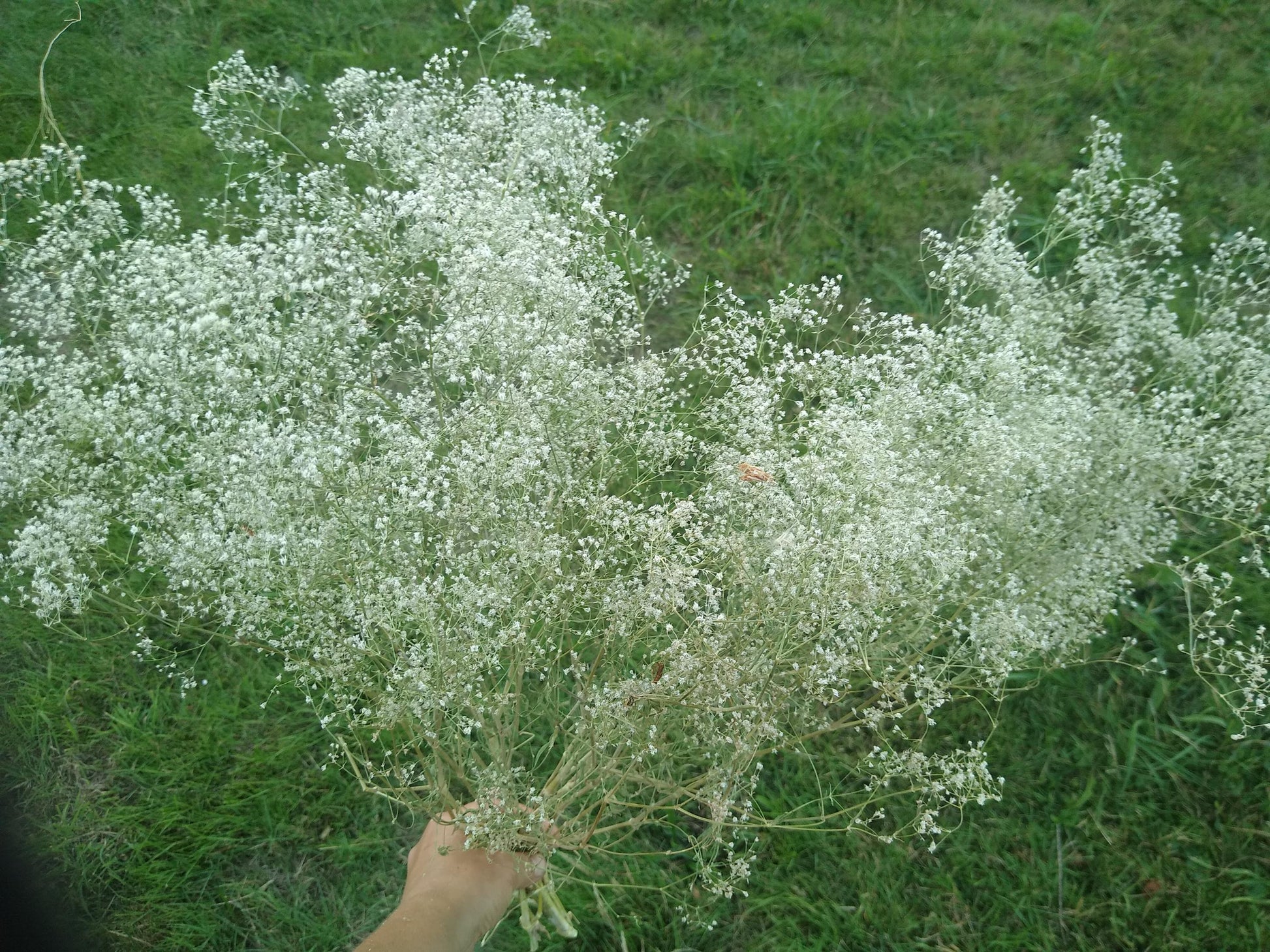 British Dried Gypsophila, babys breath, huge bunches 200g, organic farm, UK dried flowers, wreaths, crafts, bouquet, DIY wedding flowers