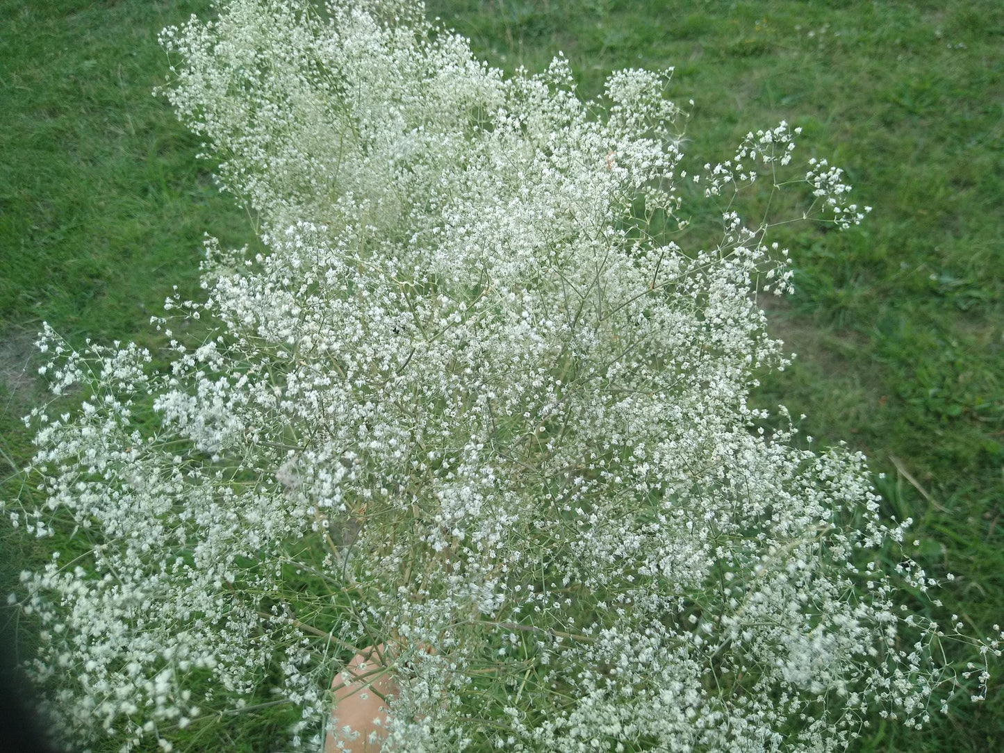 British Dried Gypsophila, babys breath, huge bunches 200g, organic farm, UK dried flowers, wreaths, crafts, bouquet, DIY wedding flowers