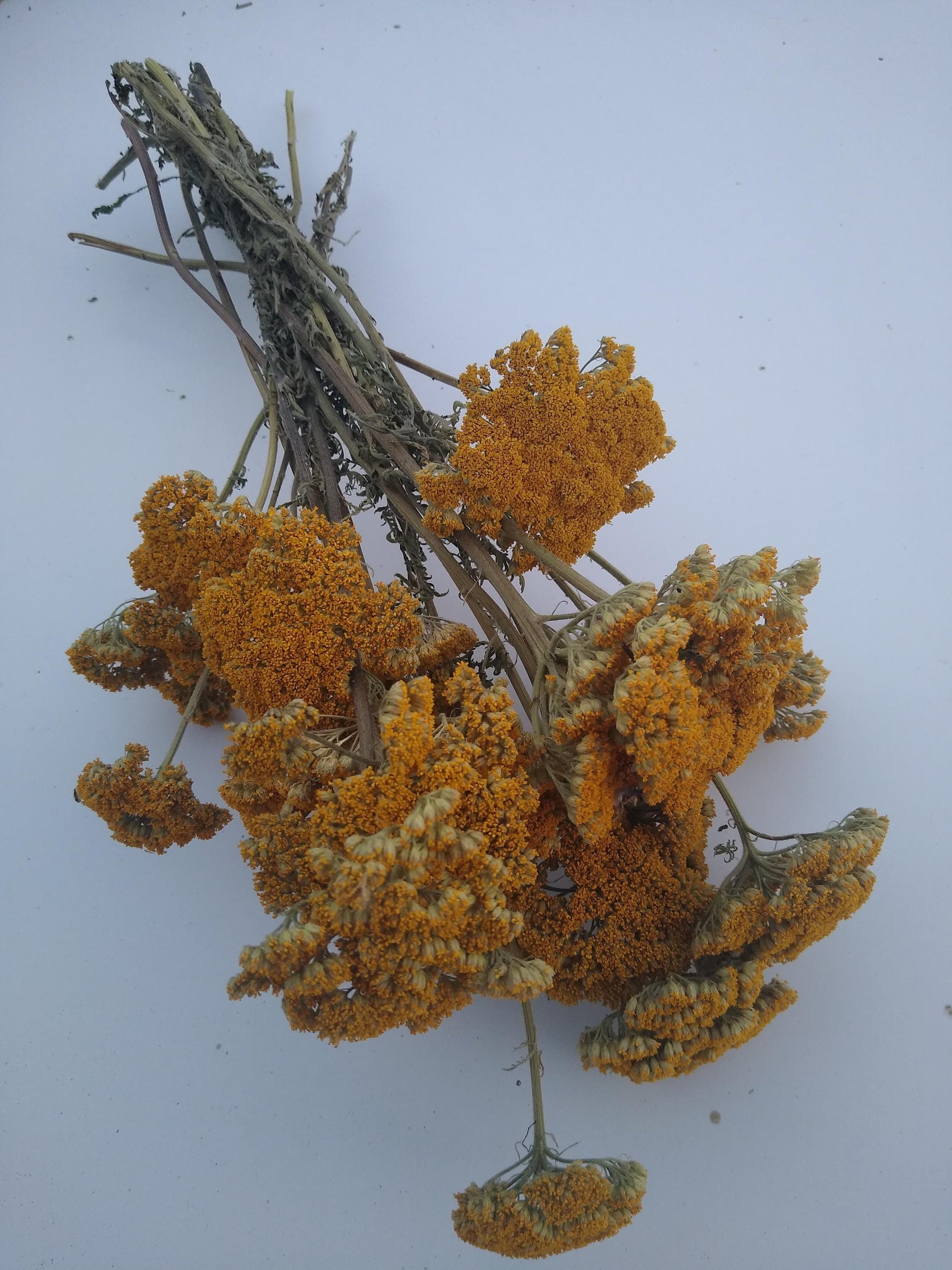 Yellow Achillea parker yarrow bunch, 15 stems, dried yellow flowers, UK farm, home decor, bouquets, organic, gerbil, hamster, bouquet