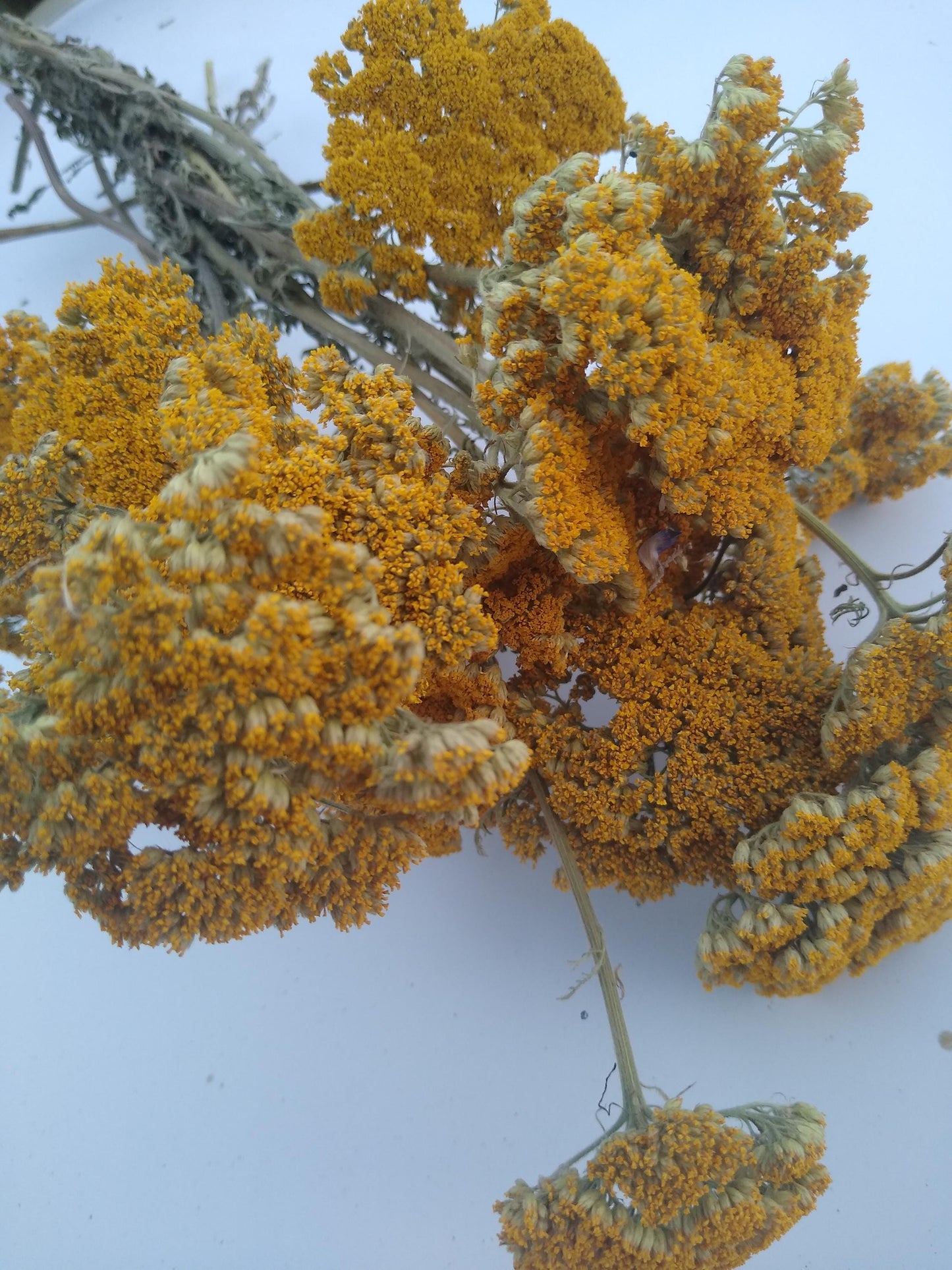 Yellow Achillea parker yarrow bunch, 15 stems, dried yellow flowers, UK farm, home decor, bouquets, organic, gerbil, hamster, bouquet