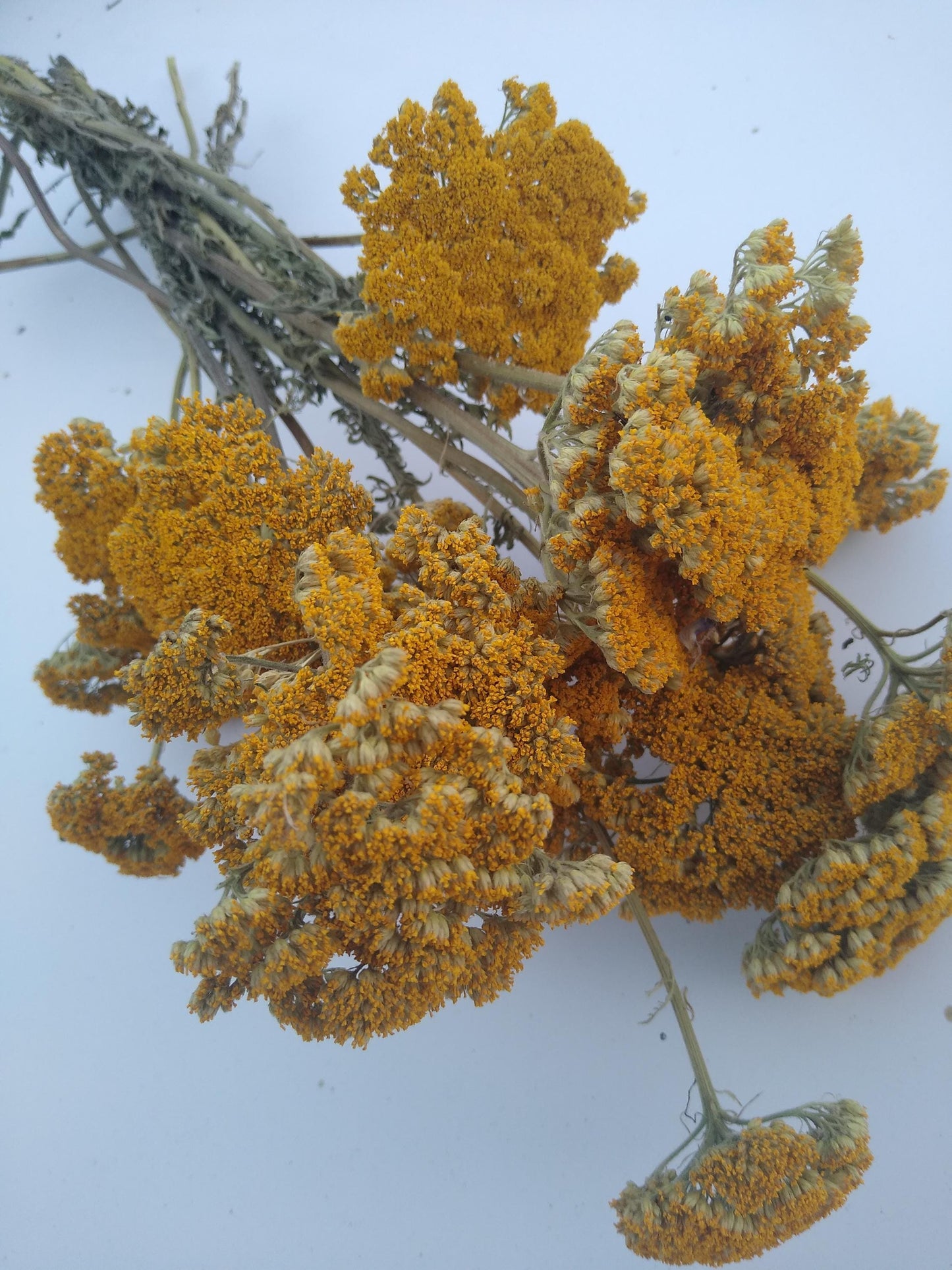 Yellow Achillea parker yarrow bunch, 15 stems, dried yellow flowers, UK farm, home decor, bouquets, organic, gerbil, hamster, bouquet