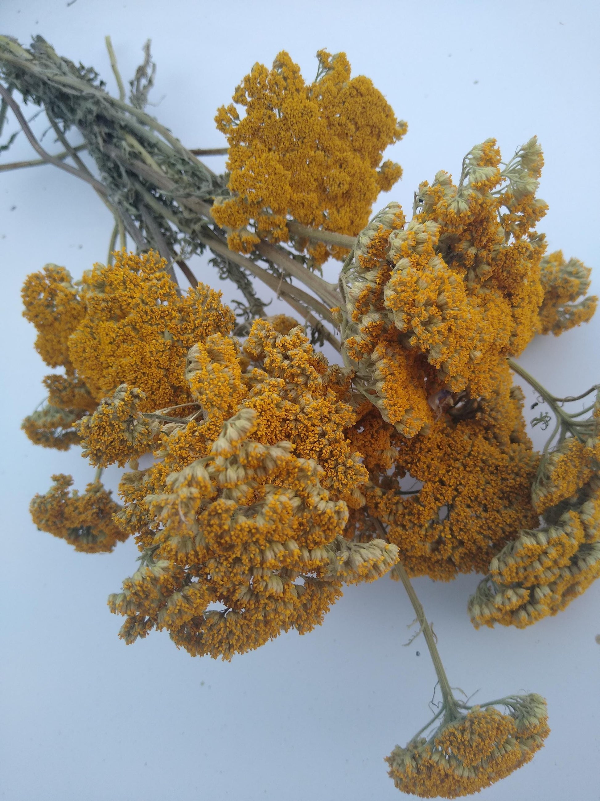 Yellow Achillea parker yarrow bunch, 15 stems, dried yellow flowers, UK farm, home decor, bouquets, organic, gerbil, hamster, bouquet