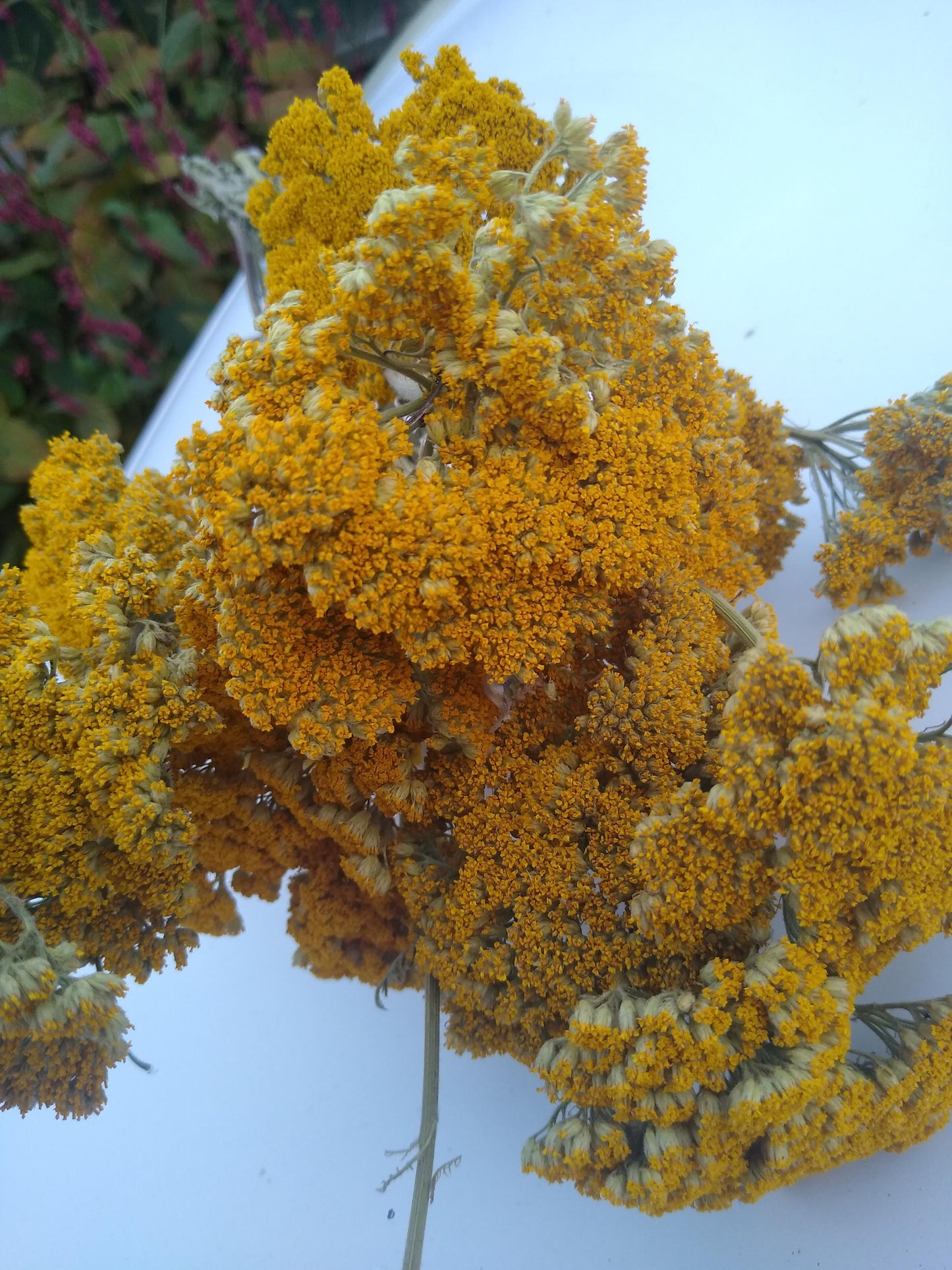 Yellow Achillea parker yarrow bunch, 15 stems, dried yellow flowers, UK farm, home decor, bouquets, organic, gerbil, hamster, bouquet