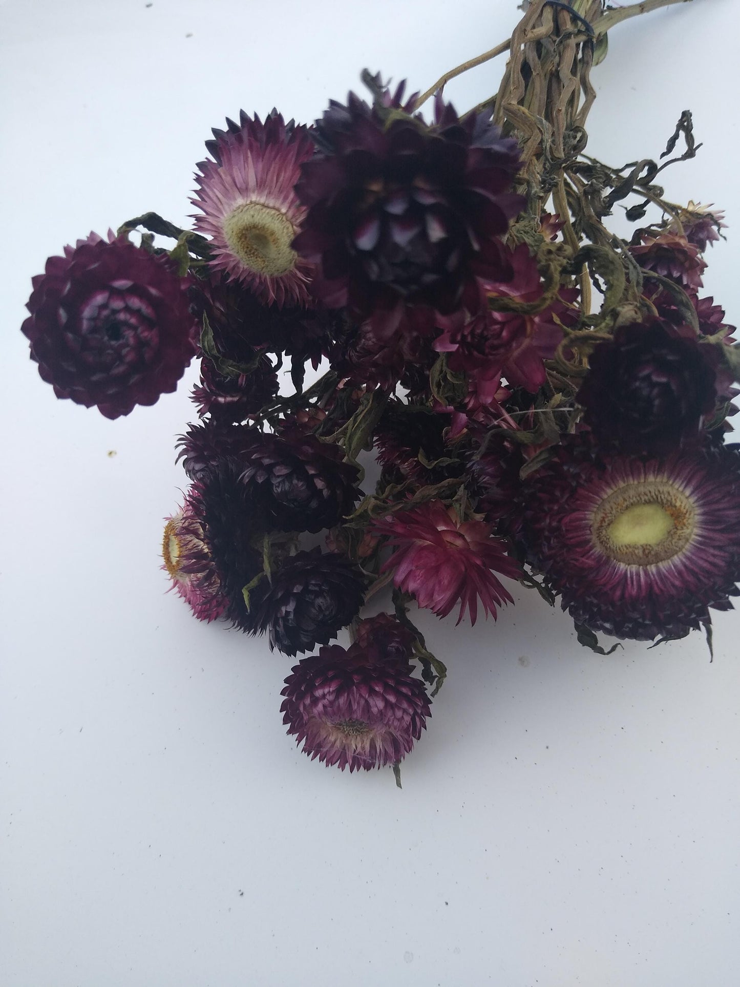 20 stems wine dark purple, British Dried strawflower bunch, helichrysum flower bunch organic UK farm, dried strawflowers, DIY wedding flower