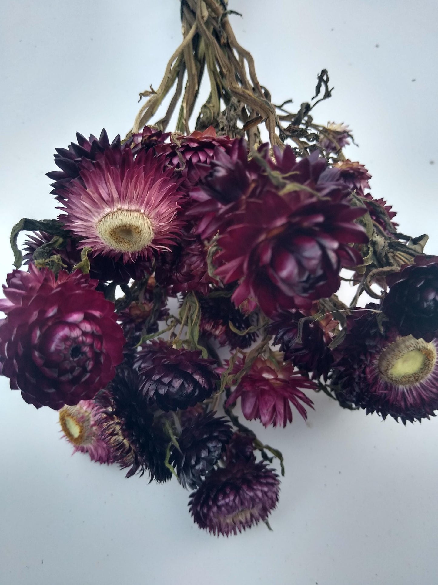 20 stems wine dark purple, British Dried strawflower bunch, helichrysum flower bunch organic UK farm, dried strawflowers, DIY wedding flower