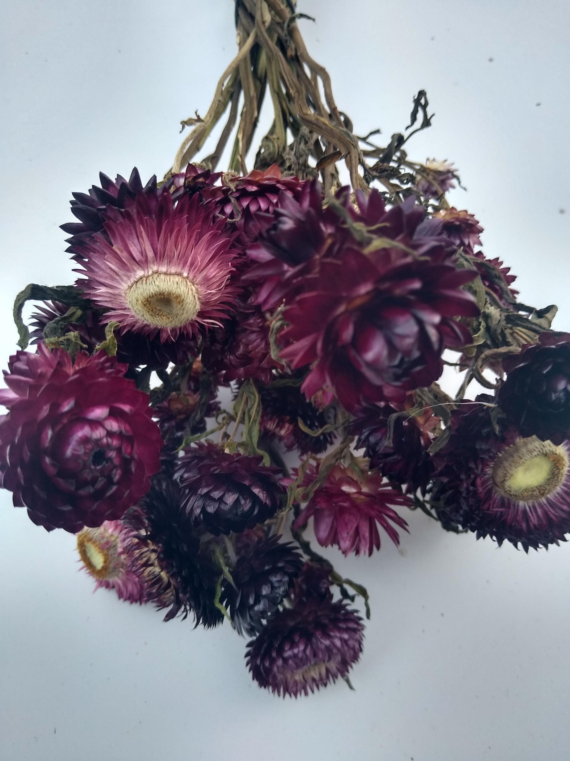 20 stems wine dark purple, British Dried strawflower bunch, helichrysum flower bunch organic UK farm, dried strawflowers, DIY wedding flower