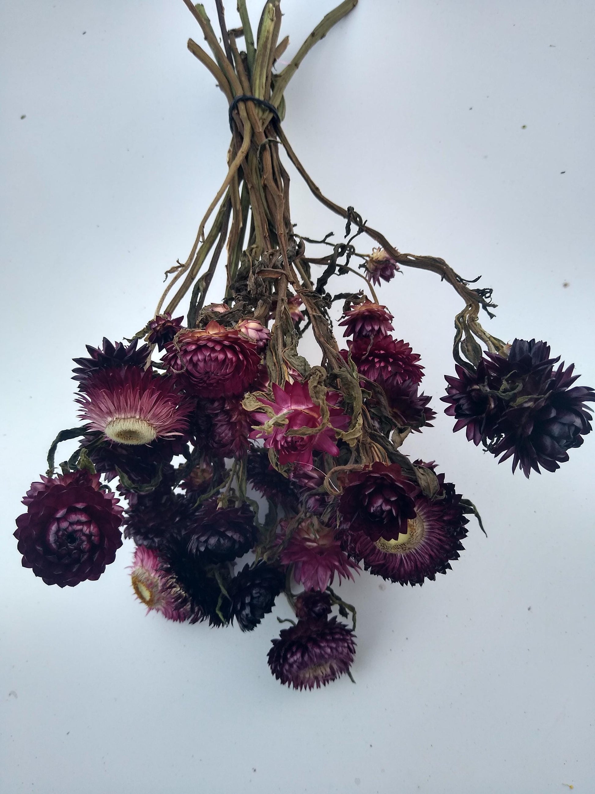 20 stems wine dark purple, British Dried strawflower bunch, helichrysum flower bunch organic UK farm, dried strawflowers, DIY wedding flower