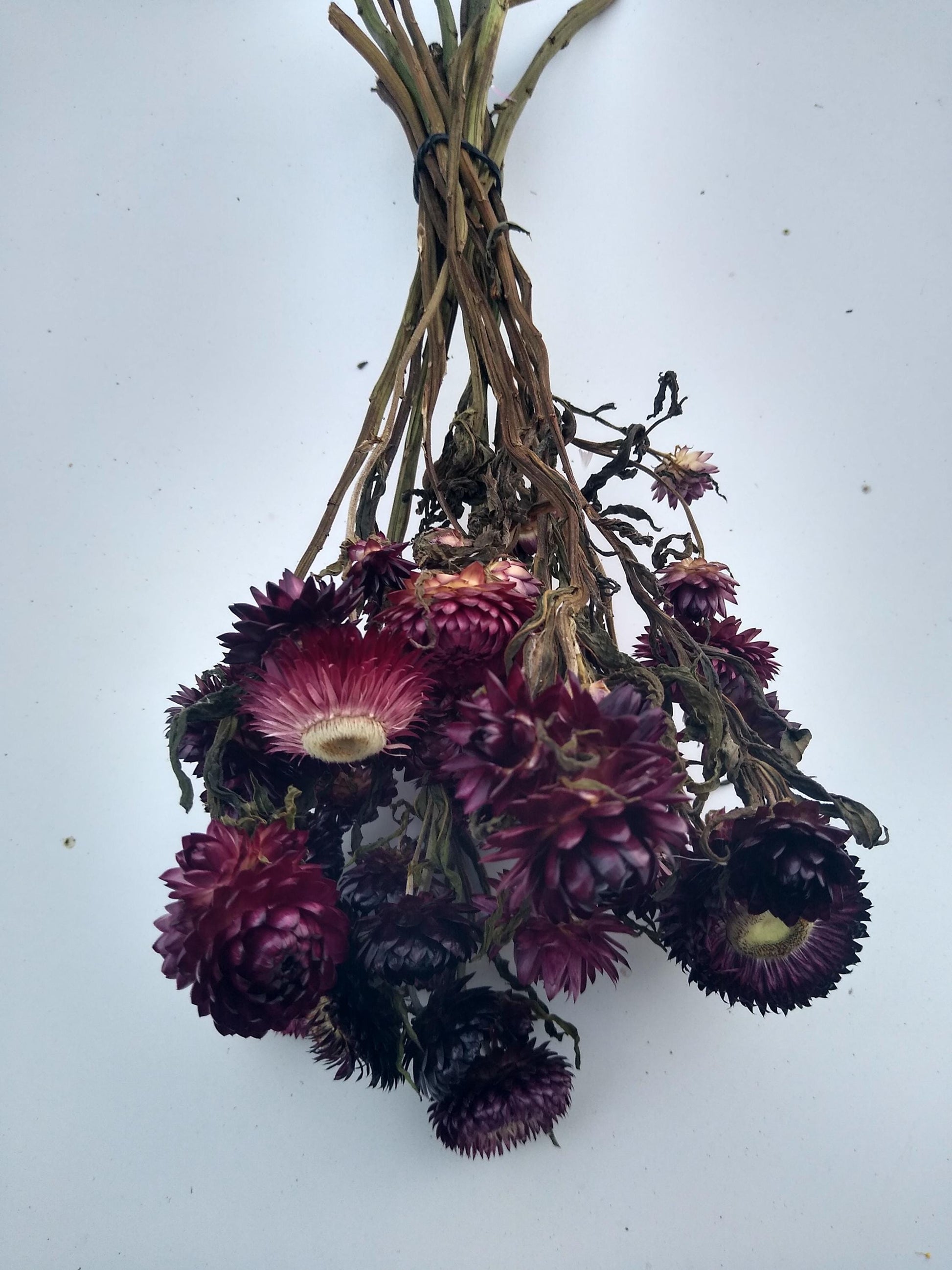 20 stems wine dark purple, British Dried strawflower bunch, helichrysum flower bunch organic UK farm, dried strawflowers, DIY wedding flower