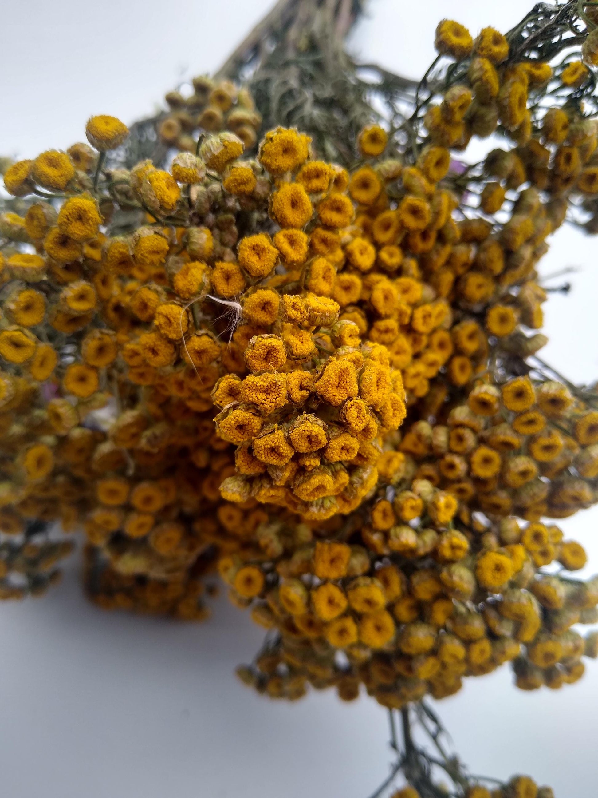 Yellow dried organic tansy bunch, 20 stems, dried yellow flowers, UK farm, home decor, bouquets, wreaths, DIY wedding flowers, tanacetum