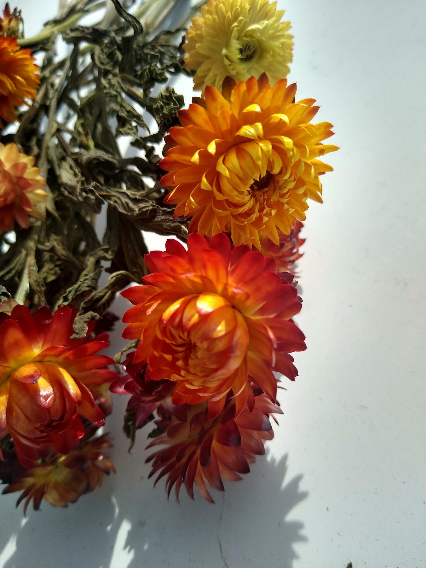 20 stems organic orange British Dried strawflower bunch, helichrysum flower bunch from UK farm, orange strawflowers, DIY wedding flowers
