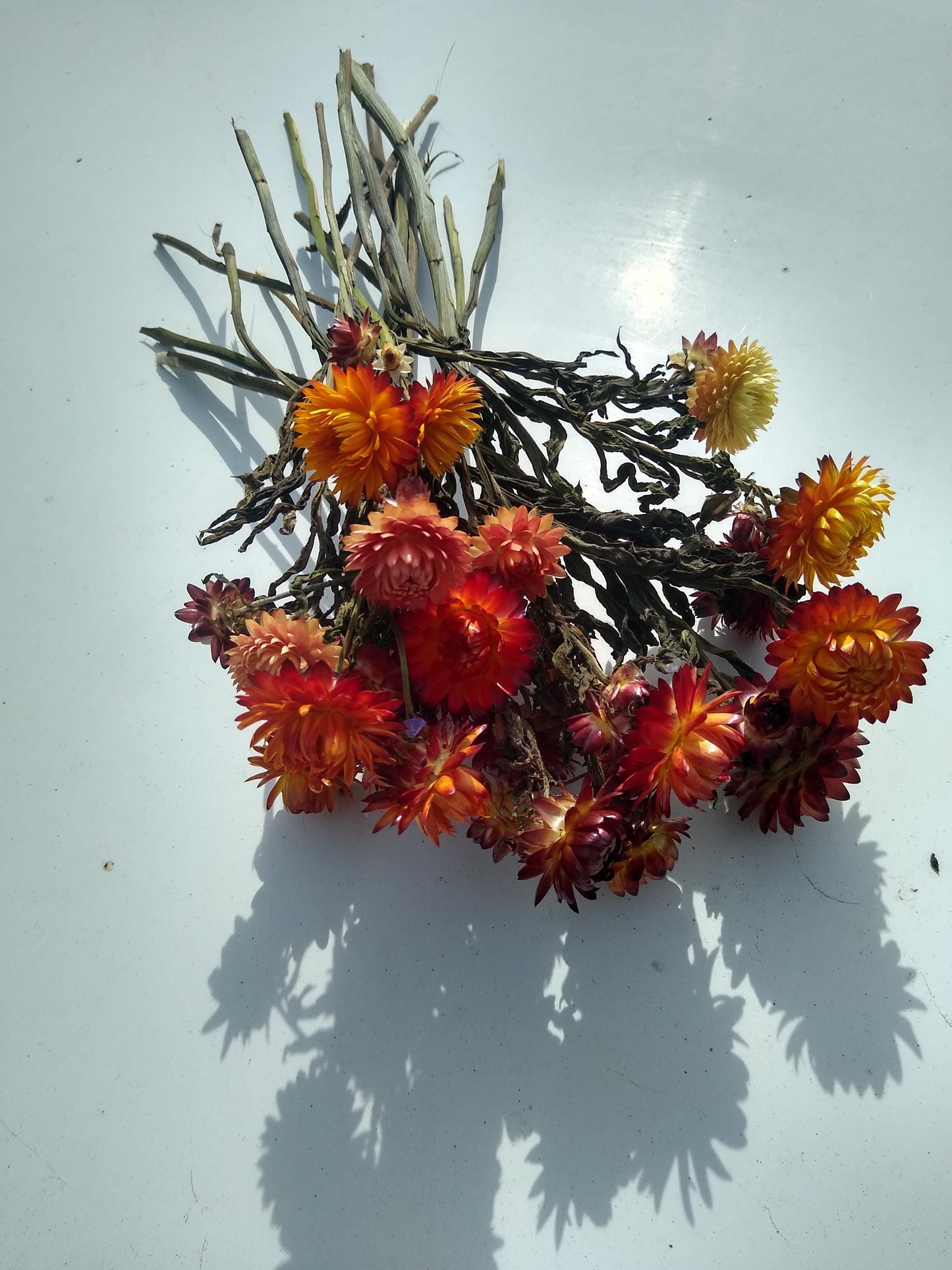 20 stems organic orange British Dried strawflower bunch, helichrysum flower bunch from UK farm, orange strawflowers, DIY wedding flowers