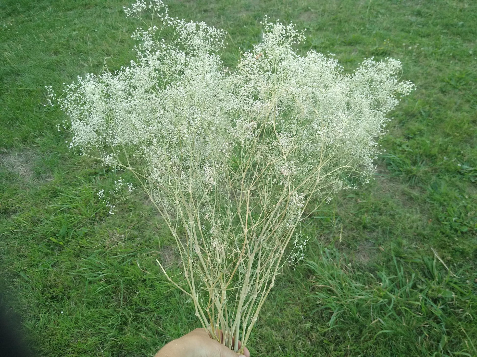 British Dried Gypsophila, babys breath, huge bunches 200g, organic farm, UK dried flowers, wreaths, crafts, bouquet, DIY wedding flowers
