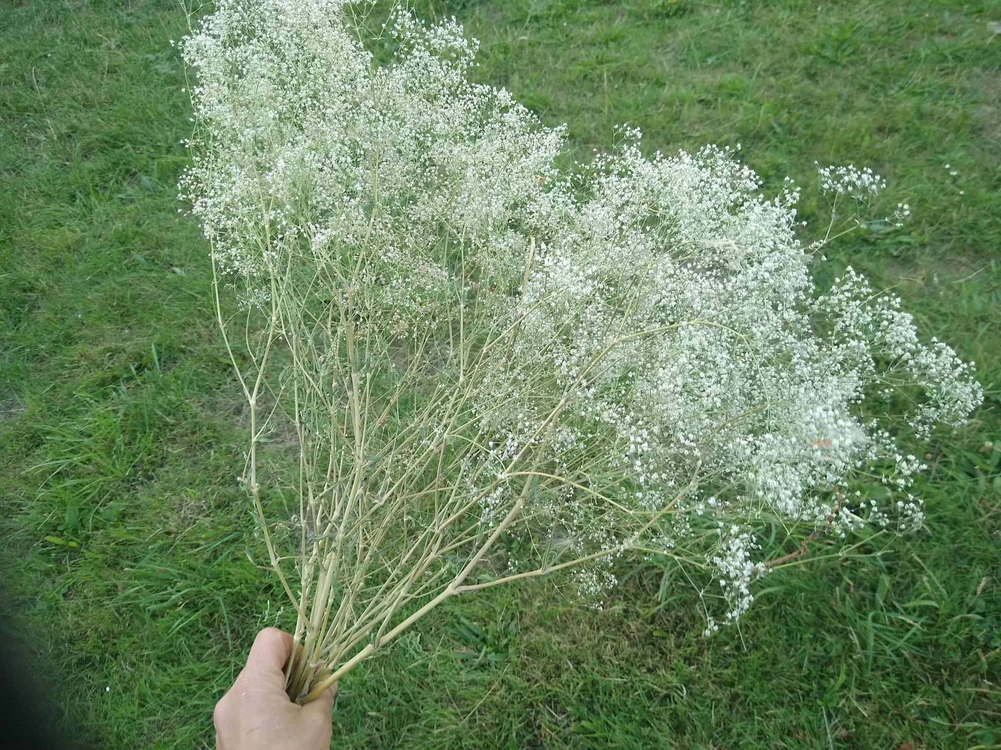 British Dried Gypsophila, babys breath, huge bunches 200g, organic farm, UK dried flowers, wreaths, crafts, bouquet, DIY wedding flowers