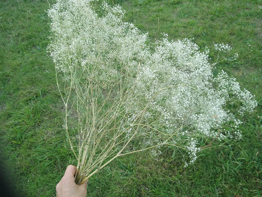 British Dried Gypsophila, babys breath, huge bunches 200g, organic farm, UK dried flowers, wreaths, crafts, bouquet, DIY wedding flowers