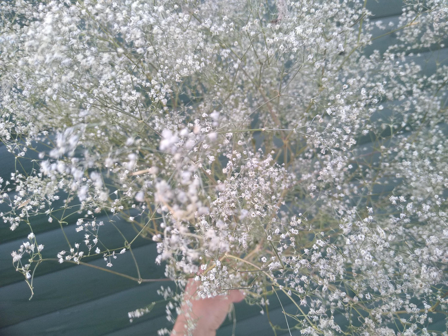 British Dried Gypsophila, babys breath, huge bunches 200g, organic farm, UK dried flowers, wreaths, crafts, bouquet, DIY wedding flowers