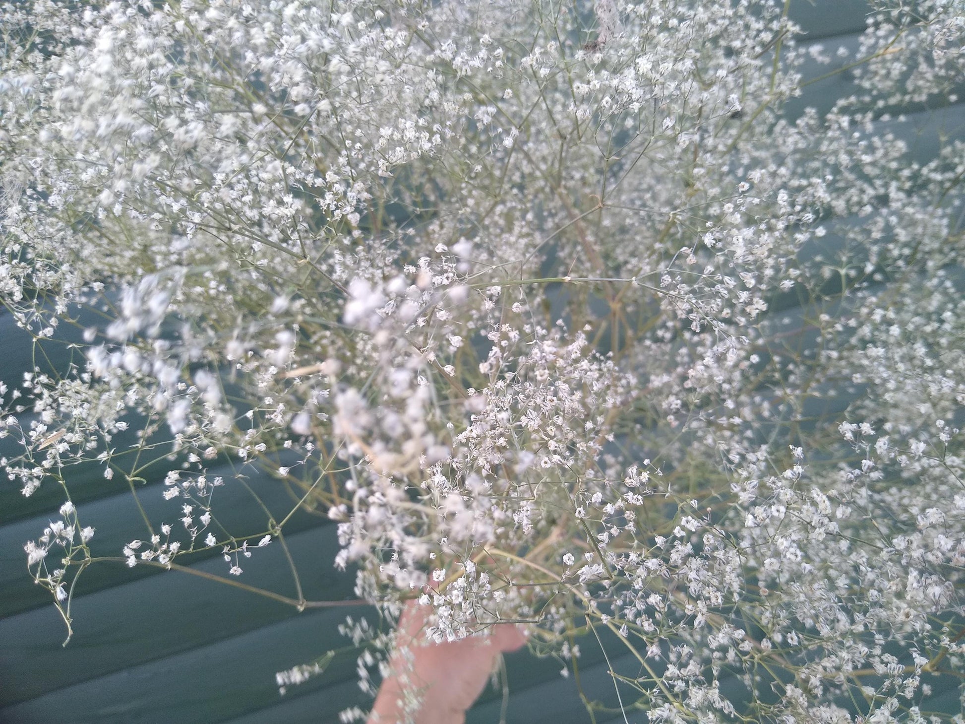British Dried Gypsophila, babys breath, huge bunches 200g, organic farm, UK dried flowers, wreaths, crafts, bouquet, DIY wedding flowers