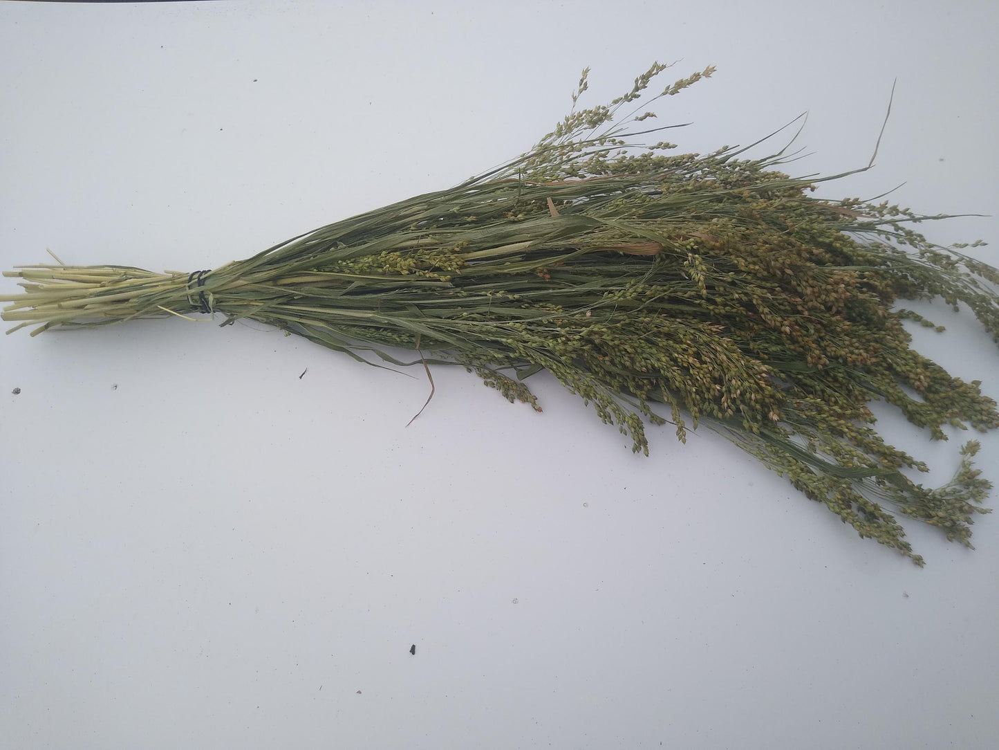Wholesale bunches organic British proso millet sprays, panicum grass bunches direct from UK farm, hamster, gerbil, parrot, dried flowers