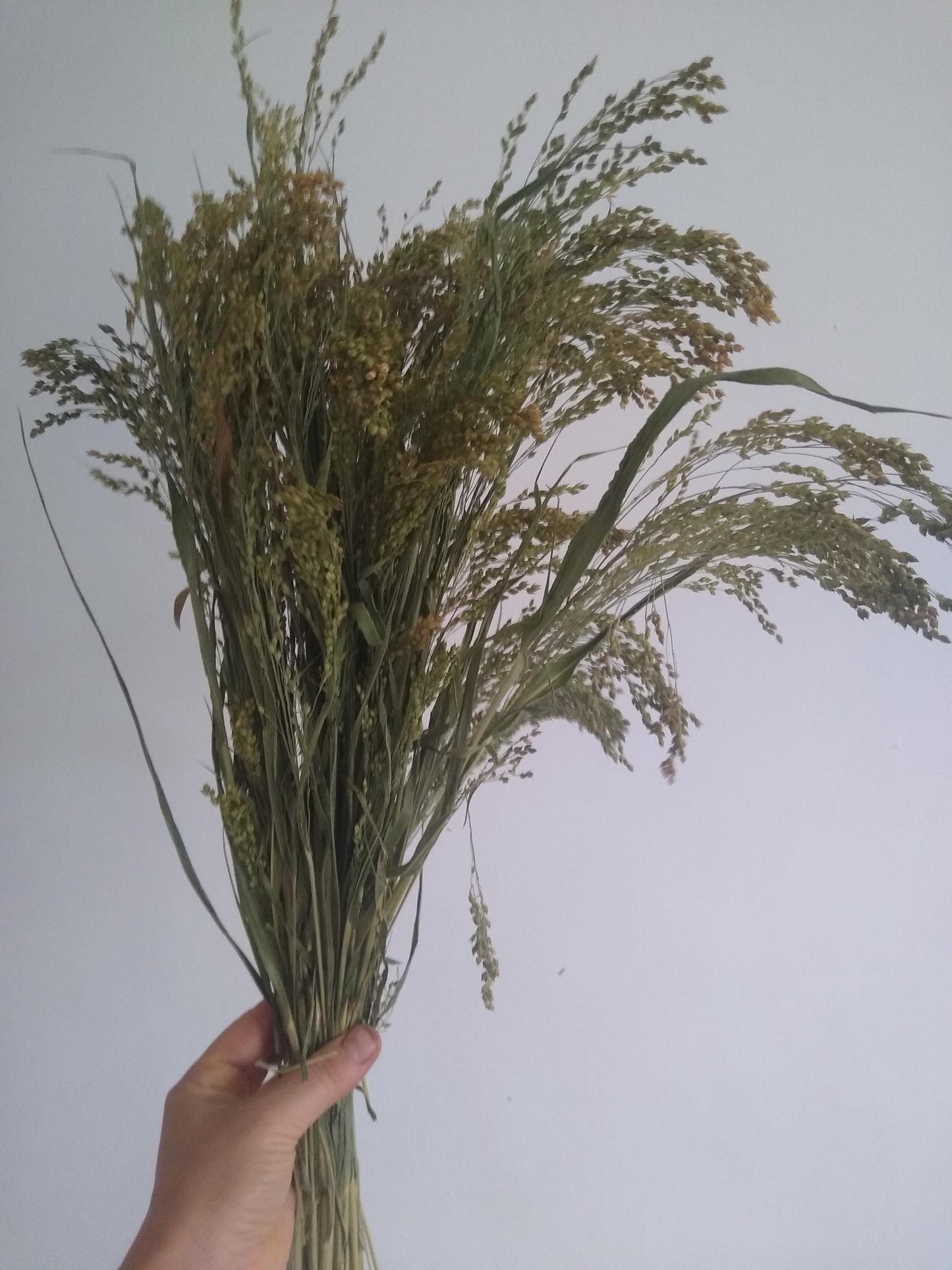 Wholesale bunches organic British proso millet sprays, panicum grass bunches direct from UK farm, hamster, gerbil, parrot, dried flowers