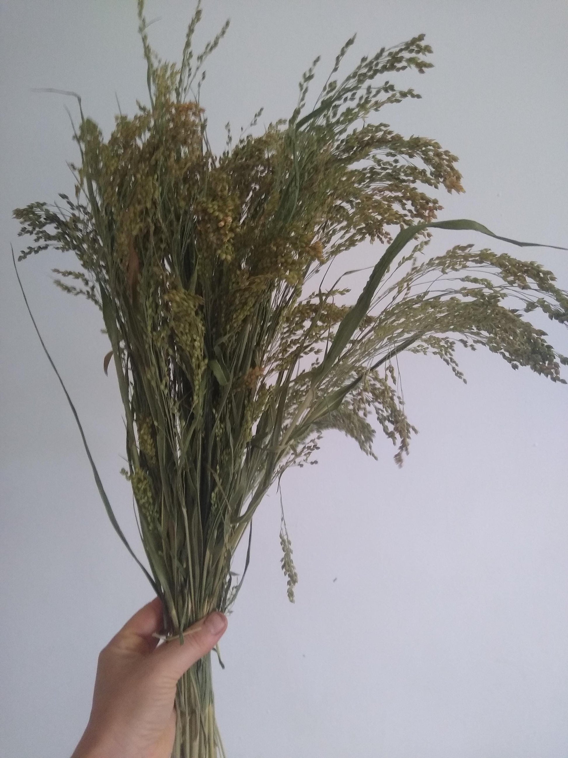 Wholesale bunches organic British proso millet sprays, panicum grass bunches direct from UK farm, hamster, gerbil, parrot, dried flowers