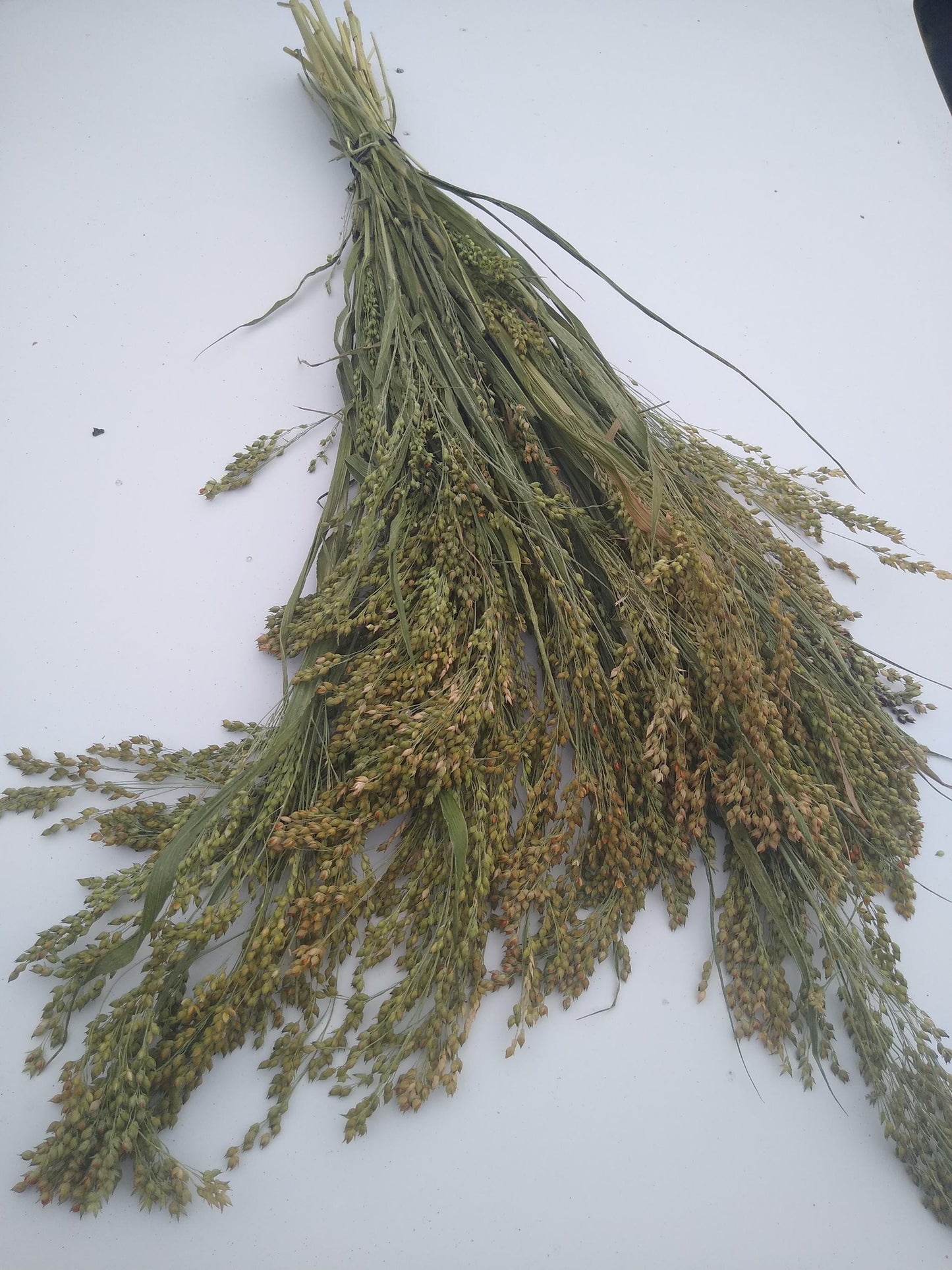 Wholesale bunches organic British proso millet sprays, panicum grass bunches direct from UK farm, hamster, gerbil, parrot, dried flowers