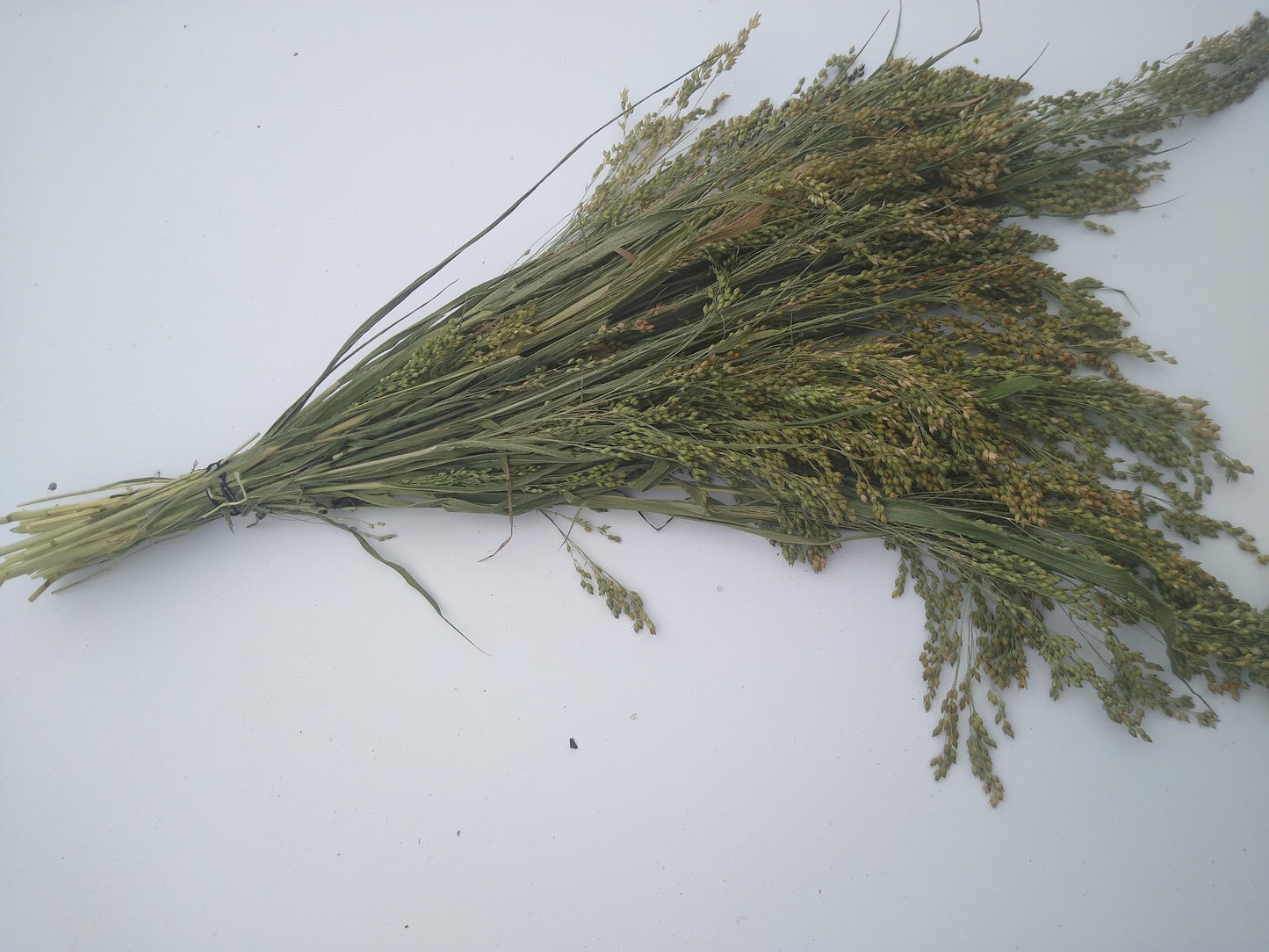 Wholesale bunches organic British proso millet sprays, panicum grass bunches direct from UK farm, hamster, gerbil, parrot, dried flowers