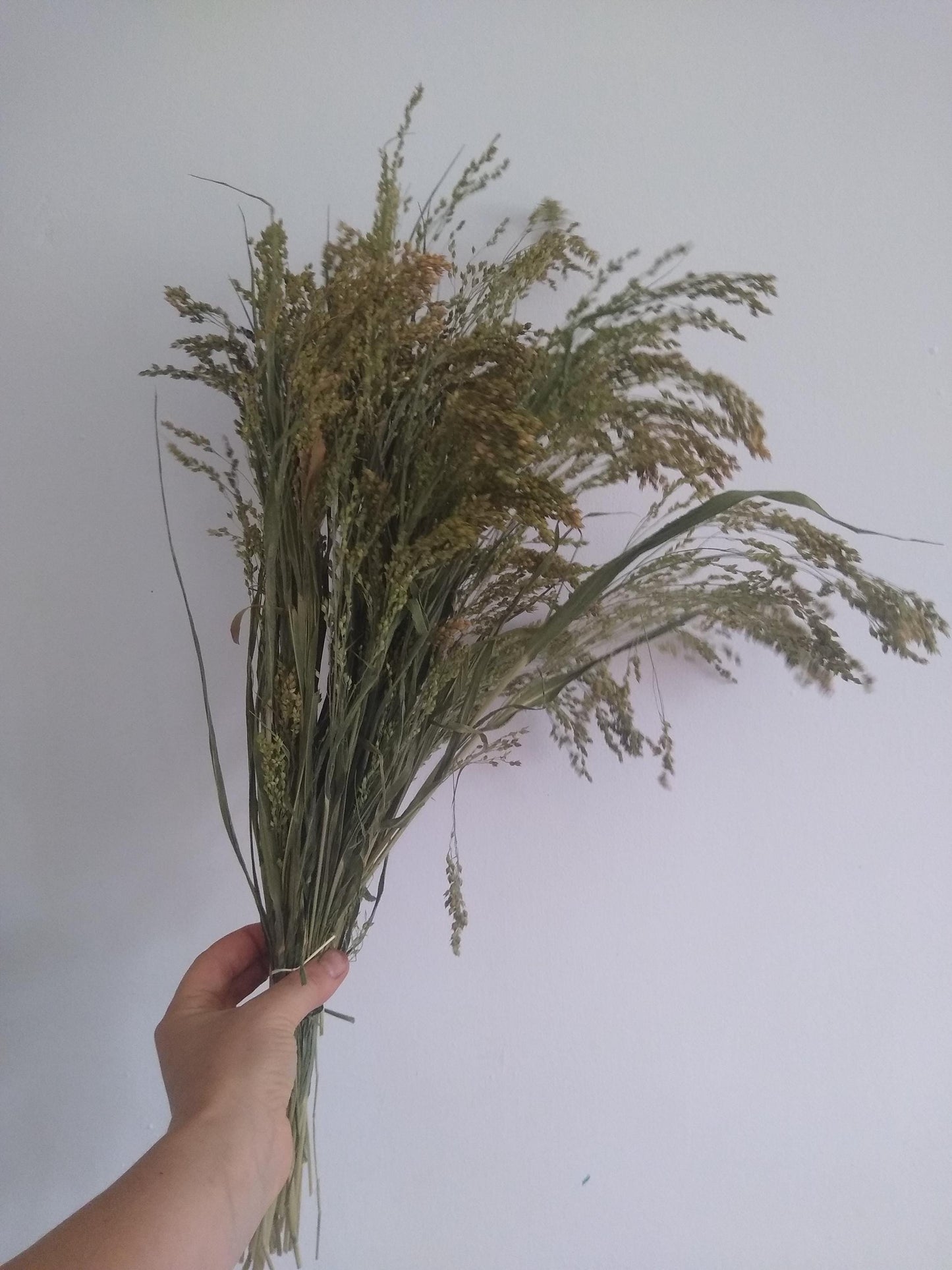 Wholesale bunches organic British proso millet sprays, panicum grass bunches direct from UK farm, hamster, gerbil, parrot, dried flowers