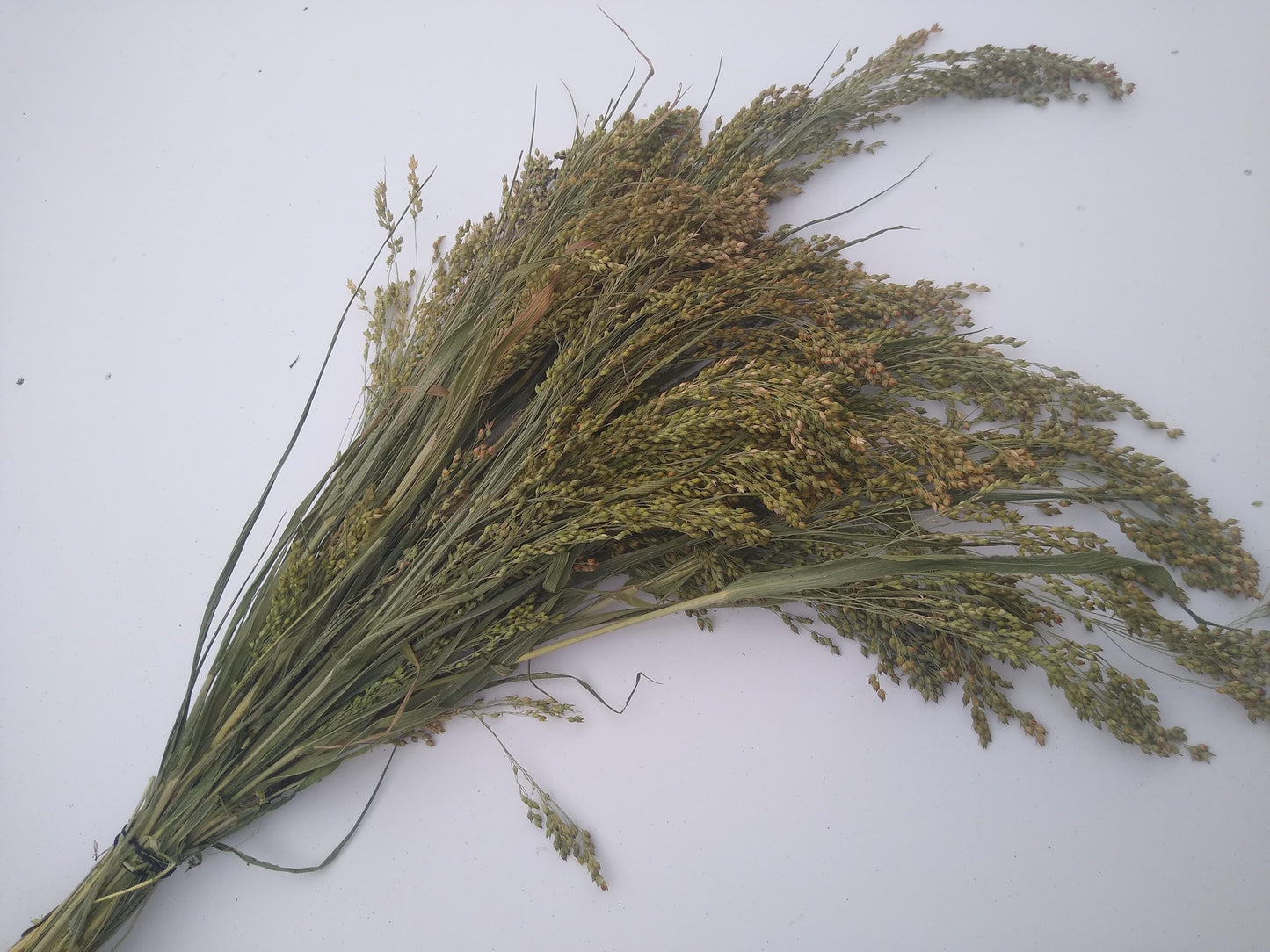 Wholesale bunches organic British proso millet sprays, panicum grass bunches direct from UK farm, hamster, gerbil, parrot, dried flowers