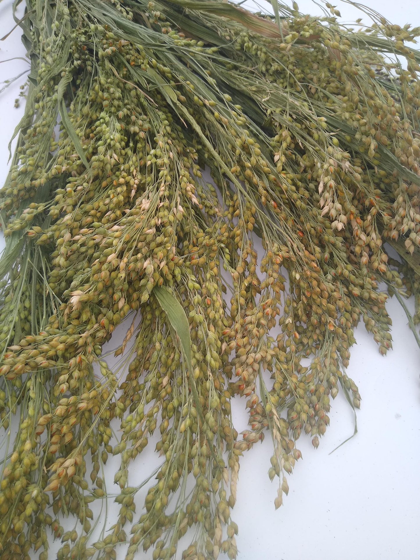 Wholesale bunches organic British proso millet sprays, panicum grass bunches direct from UK farm, hamster, gerbil, parrot, dried flowers
