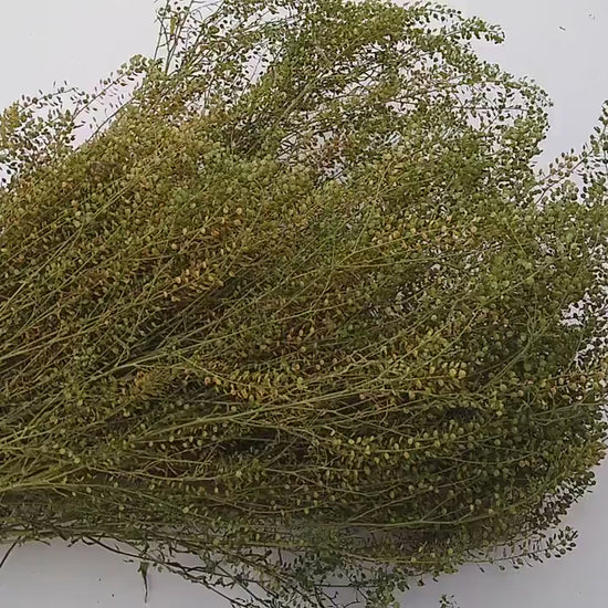 British Dried cress large bunch, organic, UK dried lepidium, wedding flowers, dried flowers, filler, foliage, emerald beads, floristry, DIY