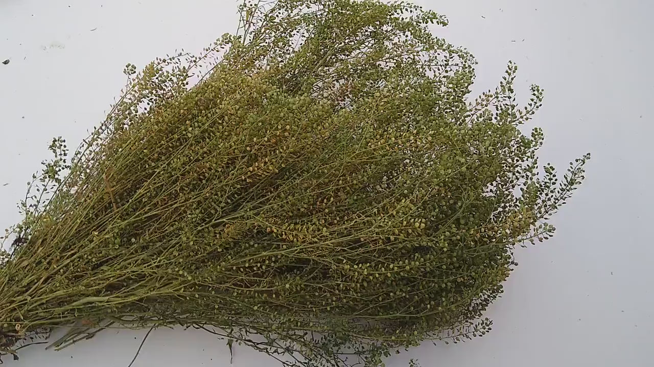 British Dried cress large bunch, organic, UK dried lepidium, wedding flowers, dried flowers, filler, foliage, emerald beads, floristry, DIY