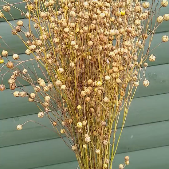 British Dried flax bunch / spray 130g, organic, UK dried linum pods, wedding flowers, dried flowers, home decor, hamster, gerbil, rustic