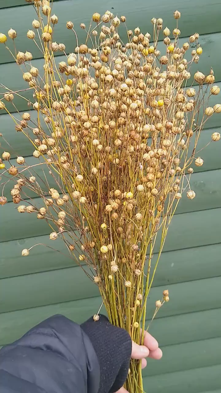 British Dried flax bunch / spray 130g, organic, UK dried linum pods, wedding flowers, dried flowers, home decor, hamster, gerbil, rustic