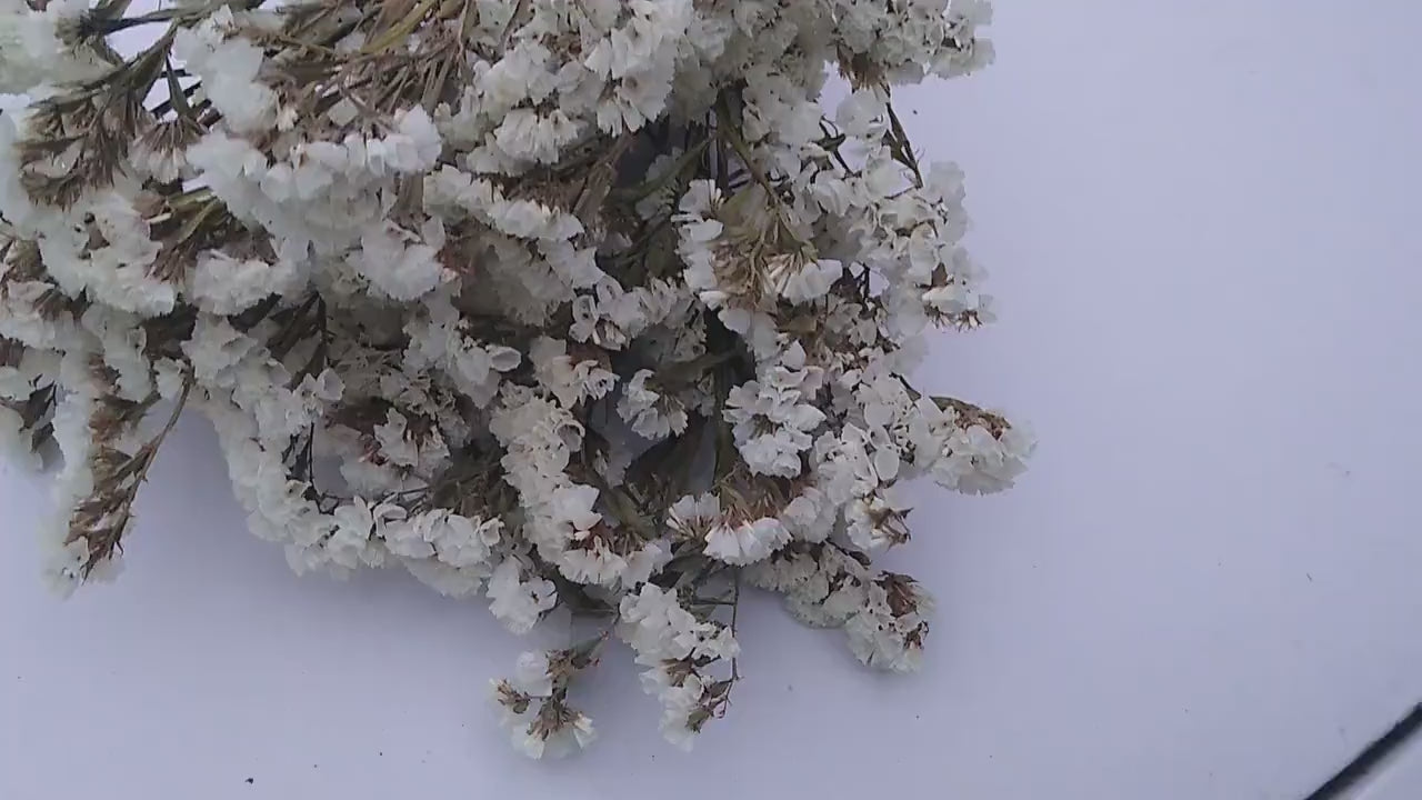 White UK statice bunch, 25 stems dried flower direct UK farm, home decor, bouquets, white neutral dried flowers, DIY wedding flowers, vase