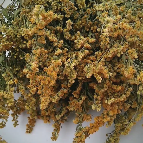 Yellow solidago bunch, 20 stems, dried golden rod flowers, UK farm, home decor, bouquets, yellow dried flowers, DIY wedding flowers, wreaths