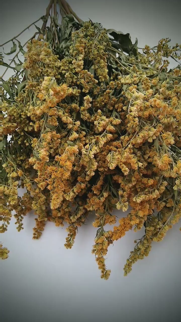 Yellow solidago bunch, 20 stems, dried golden rod flowers, UK farm, home decor, bouquets, yellow dried flowers, DIY wedding flowers, wreaths