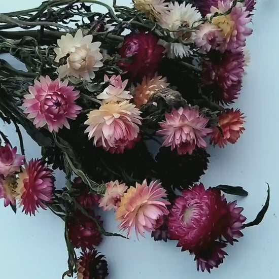 20 stems pink British Dried strawflower bunch, helichrysum flower bunch direct from UK farm , bouquets, dried strawflowers, wedding flowers