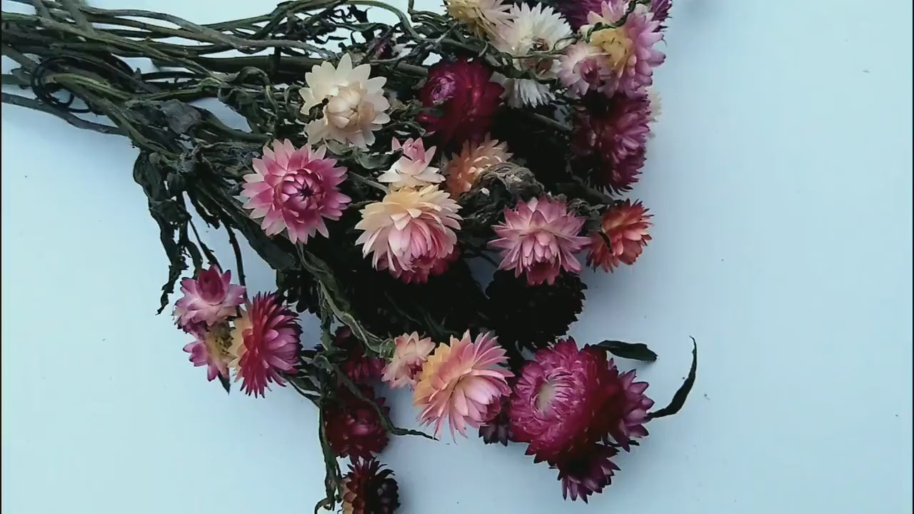 20 stems pink British Dried strawflower bunch, helichrysum flower bunch direct from UK farm , bouquets, dried strawflowers, wedding flowers