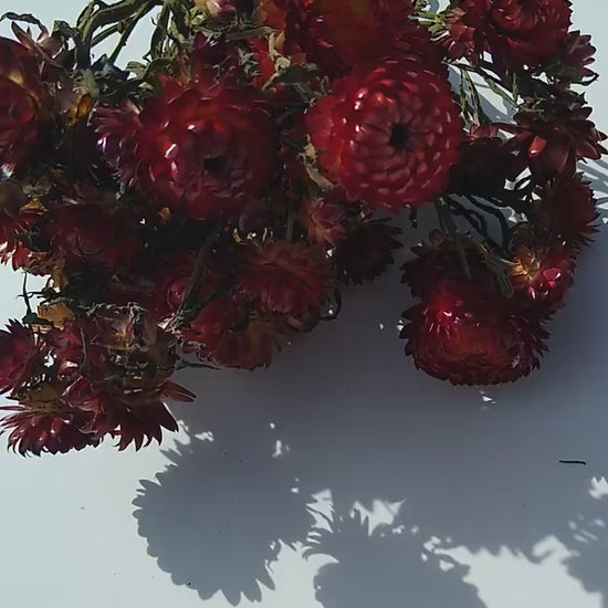 20 stems red British Dried strawflower bunch, helichrysum flower bunch direct from UK farm, red dried strawflowers, DIY wedding flowers