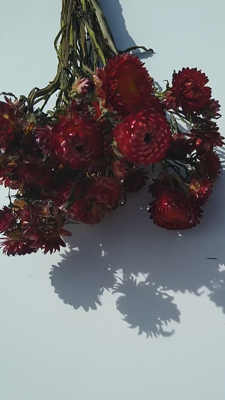 20 stems red British Dried strawflower bunch, helichrysum flower bunch direct from UK farm, red dried strawflowers, DIY wedding flowers